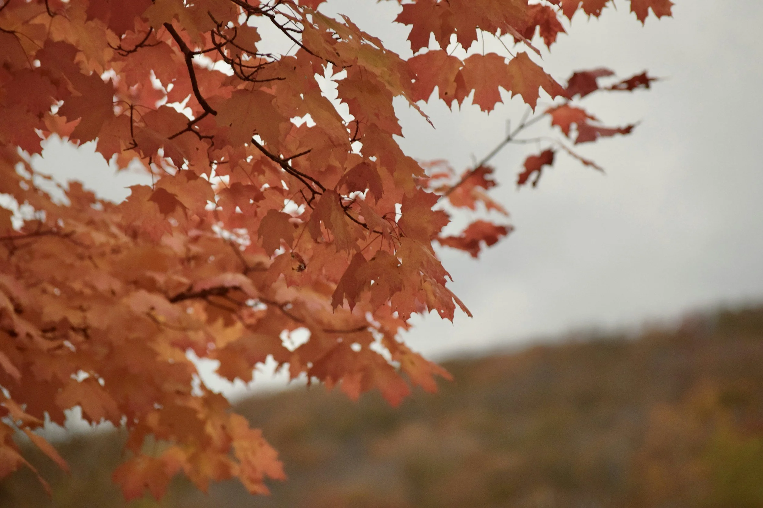 ECW Fall Gathering