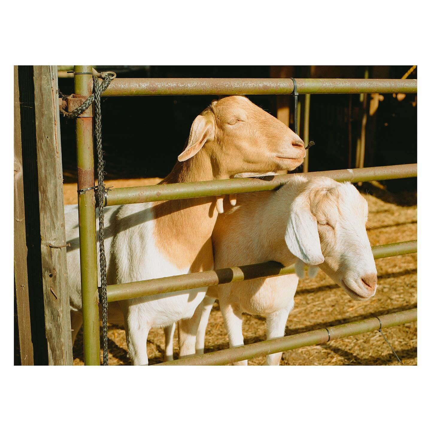 // Goat Friends //