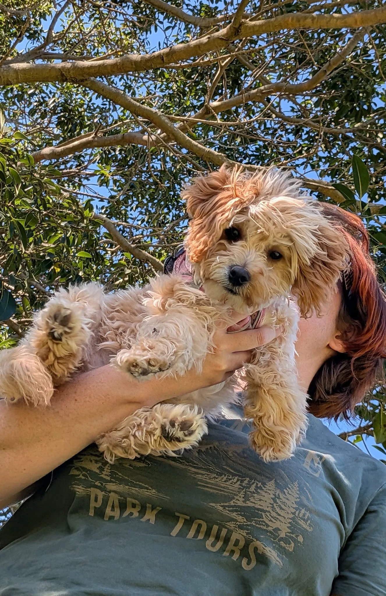 Abbie the dog at The Dale Studio Chippendale