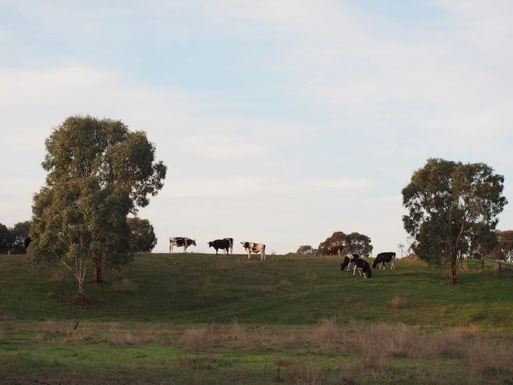 Cows graze on top of a grassy hill where where Lisa and Boots plan to build their sustainable home Booken House