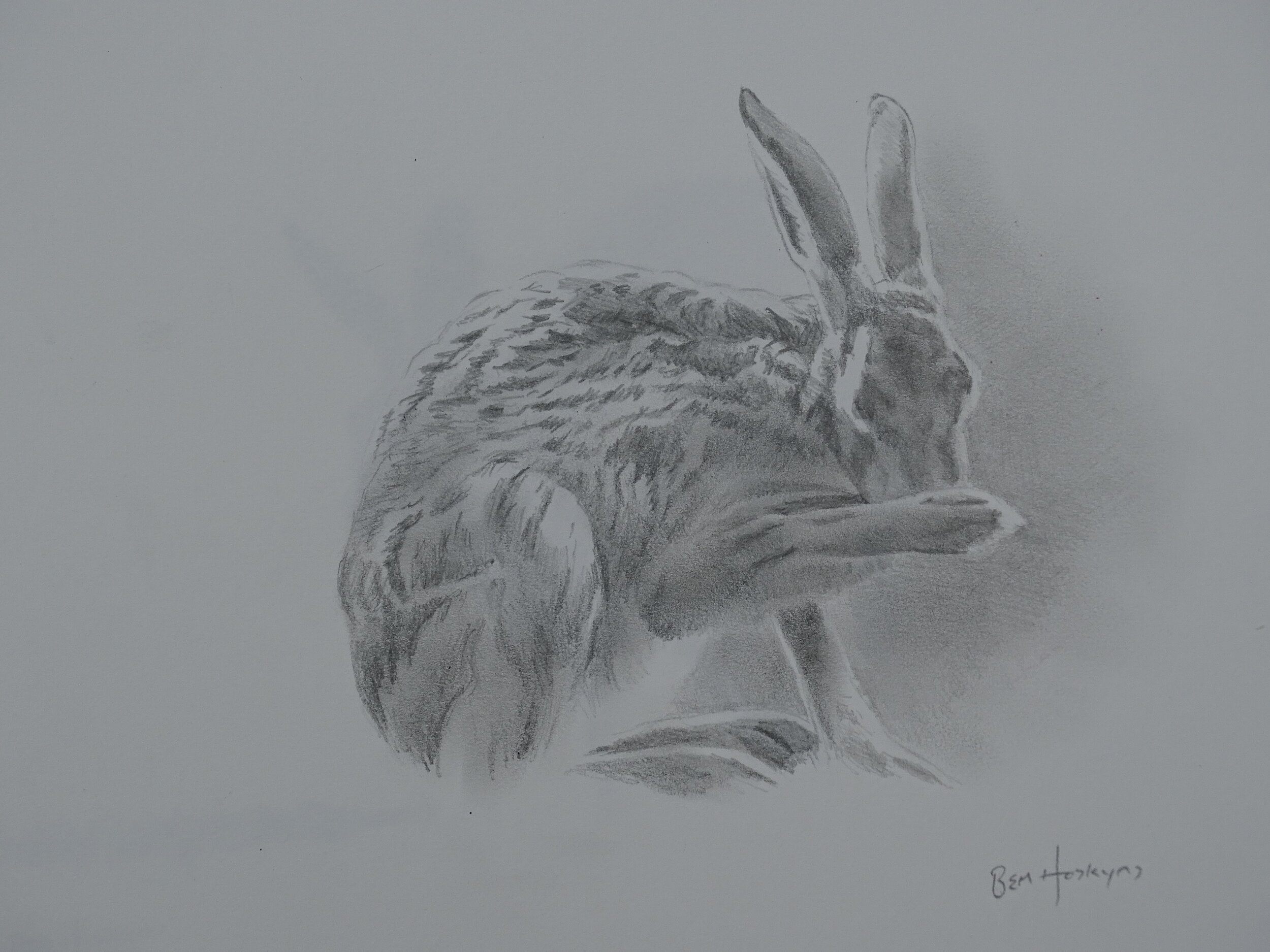 Hare