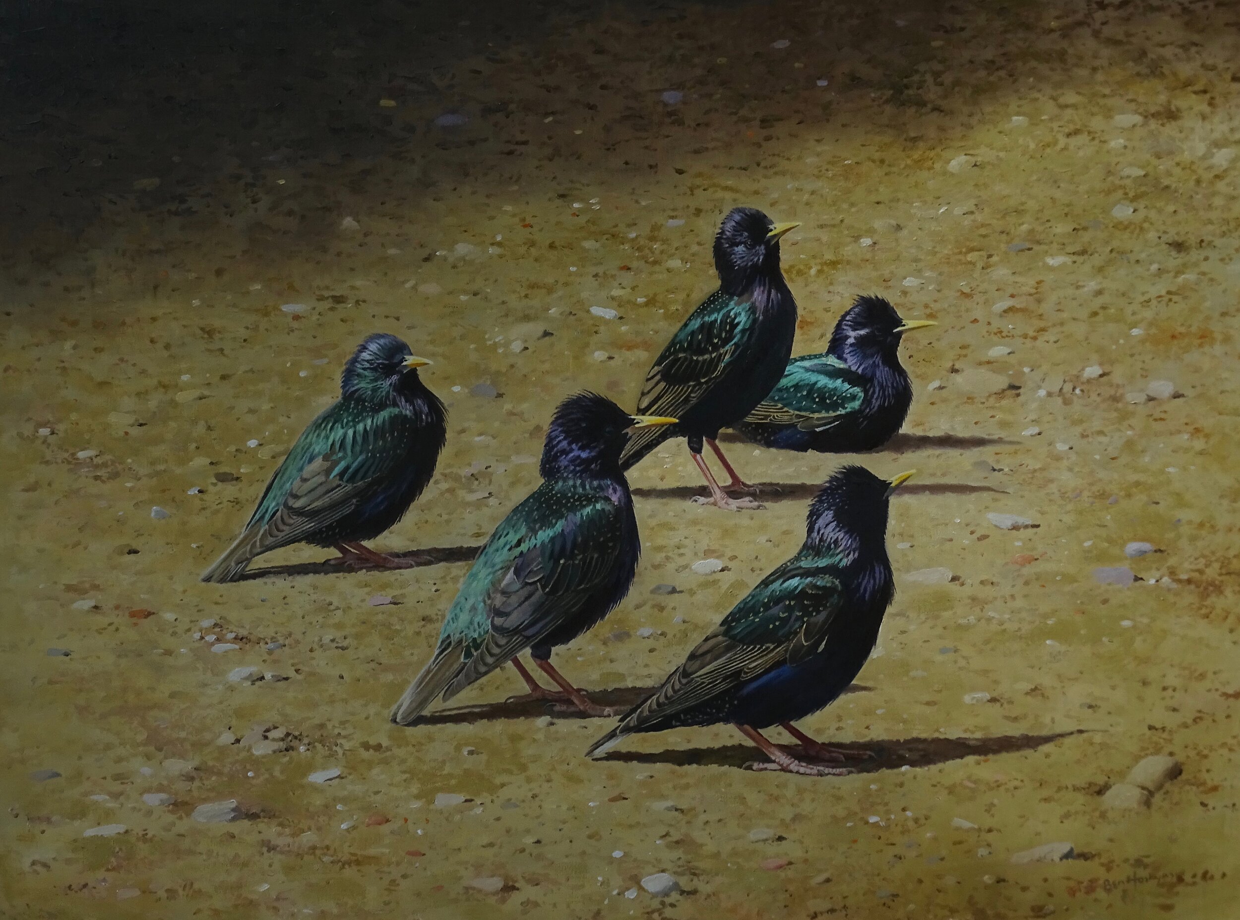 Starlings at the Picnic