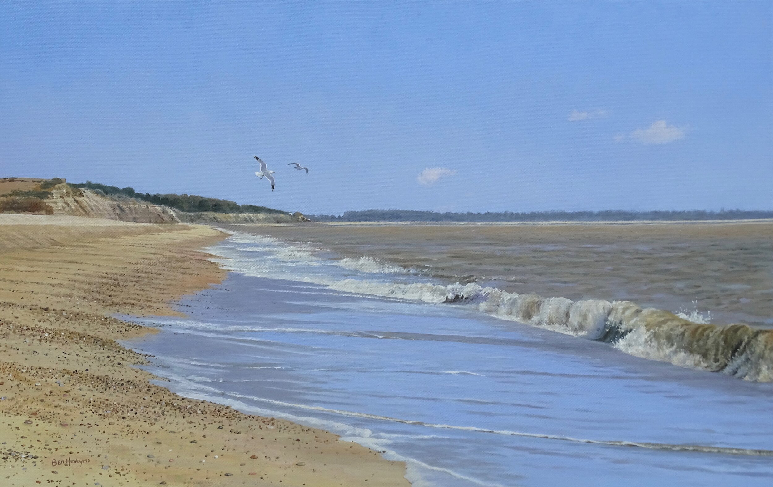 Minsmere Beach - Common Gulls