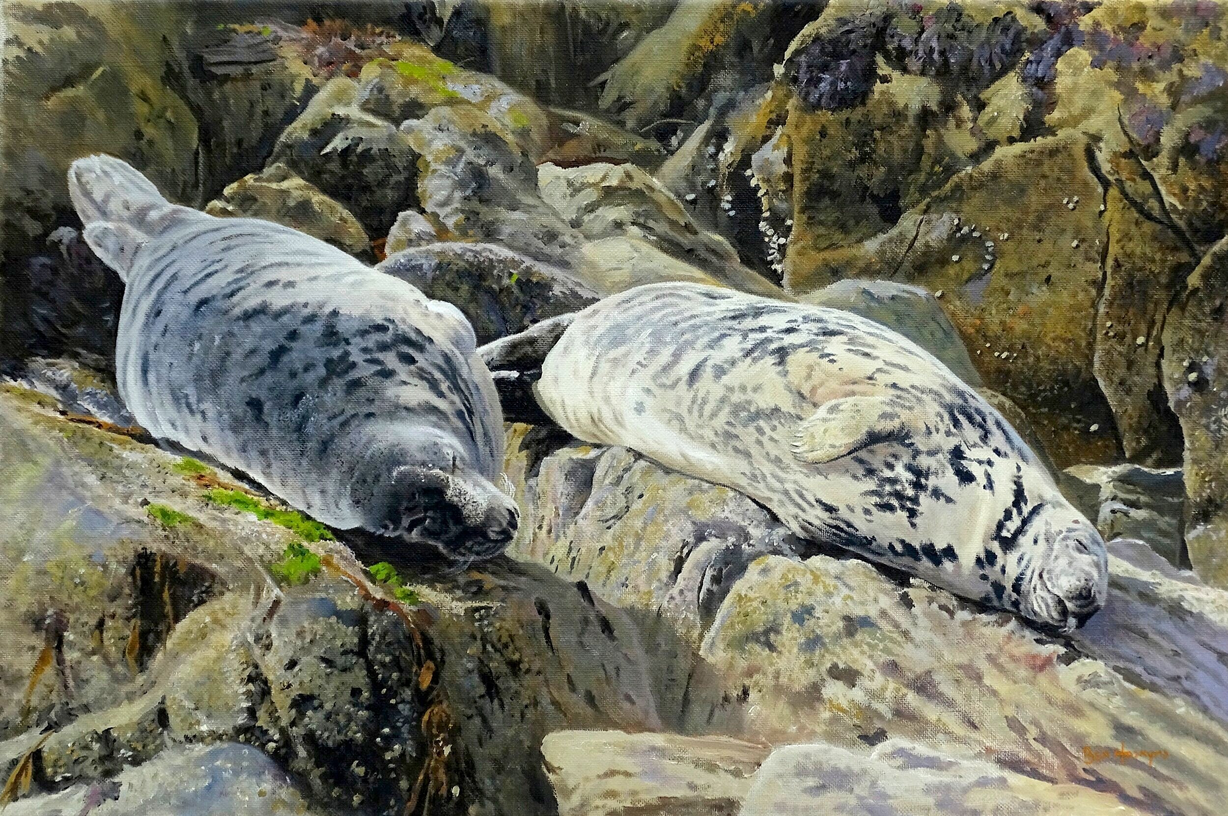 Slumbering Seals
