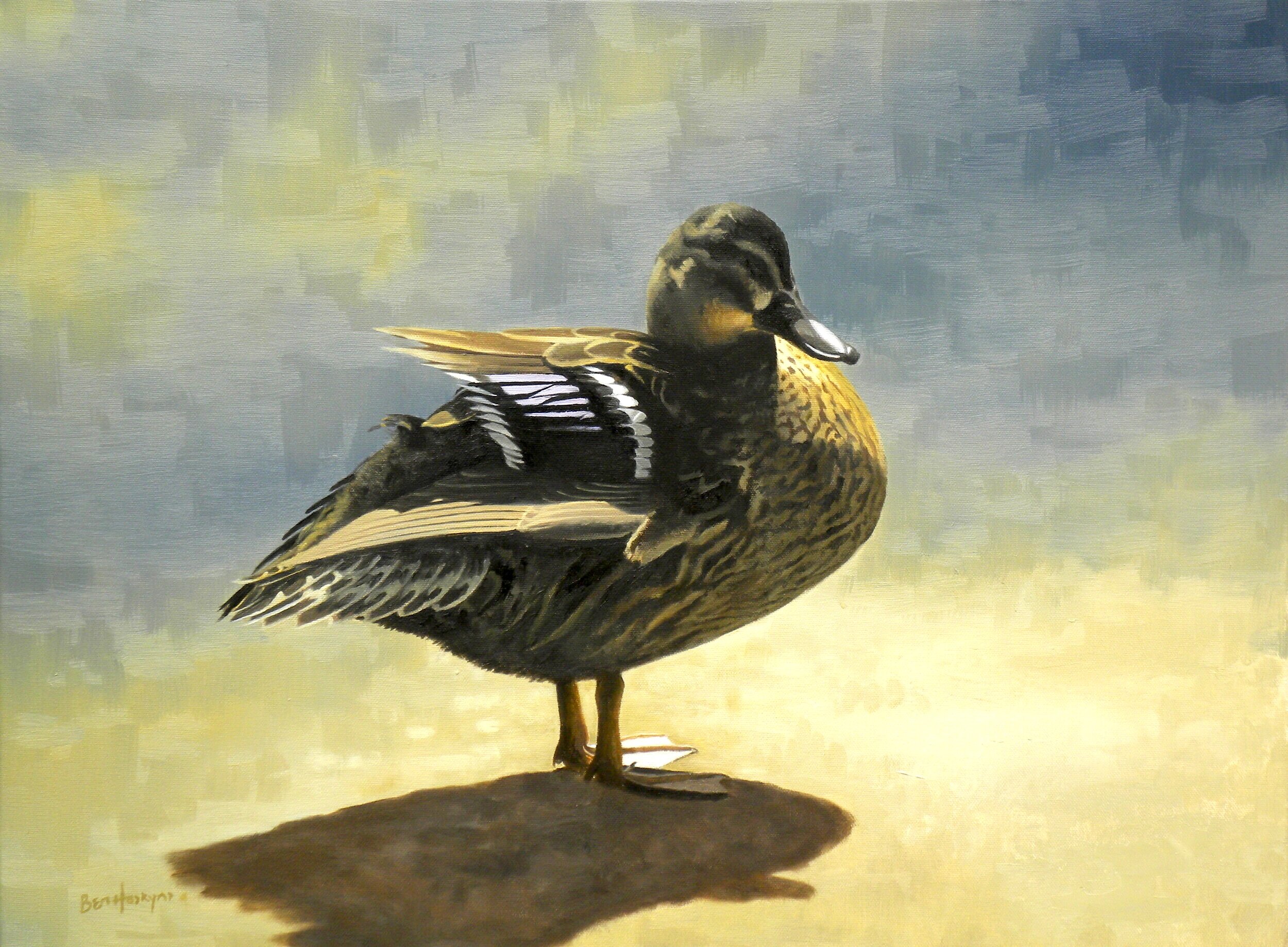 Duck Mallard