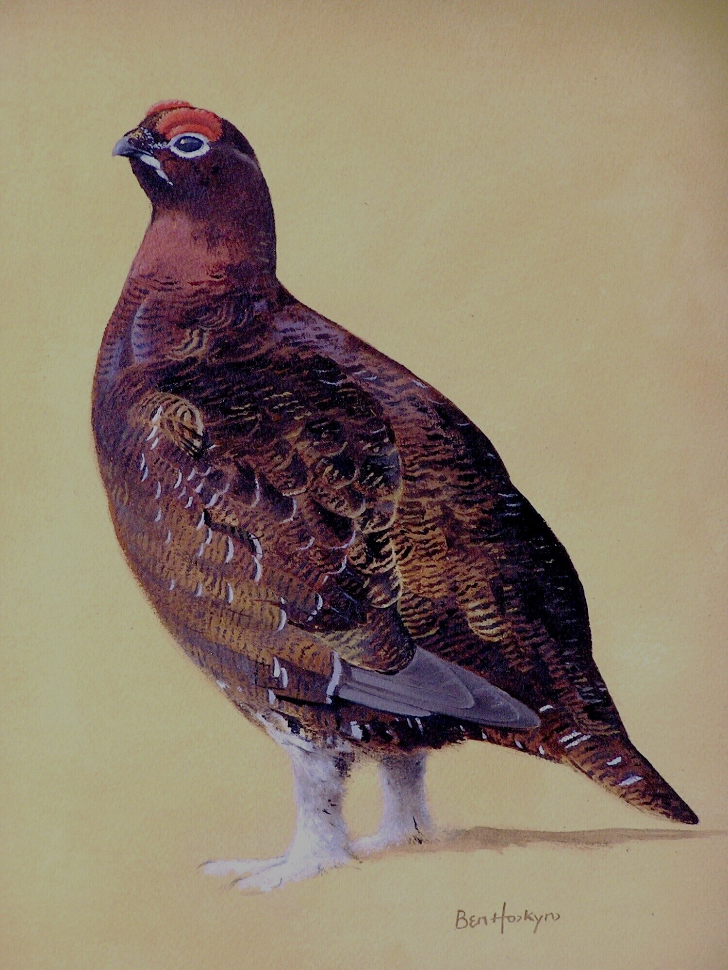 Cock Grouse