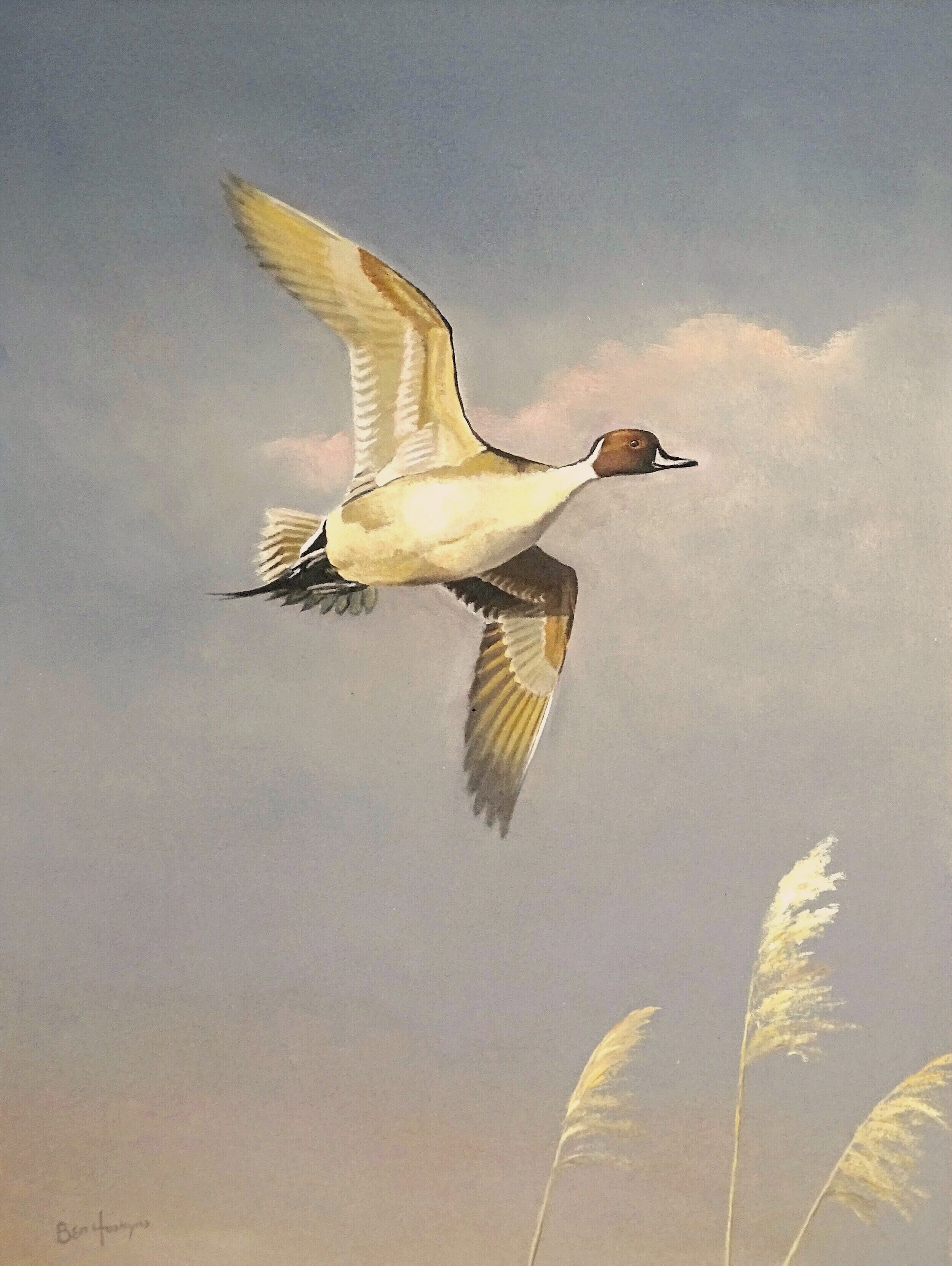 Flying Pintail