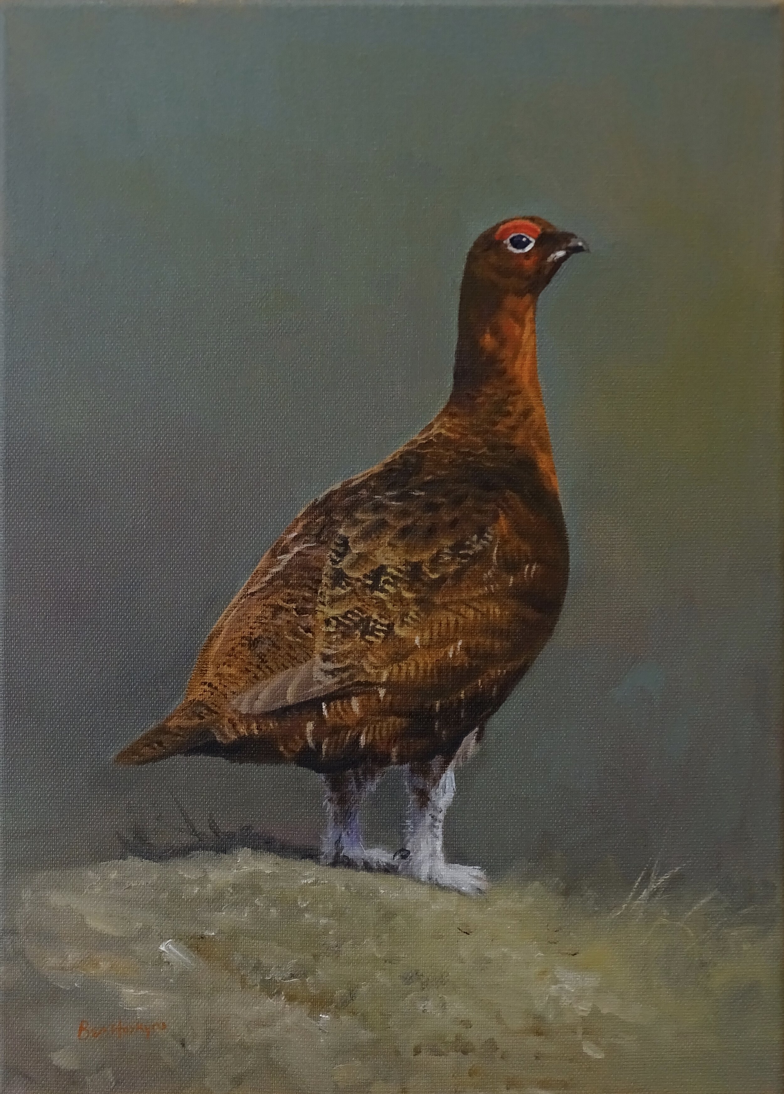 Cock Grouse