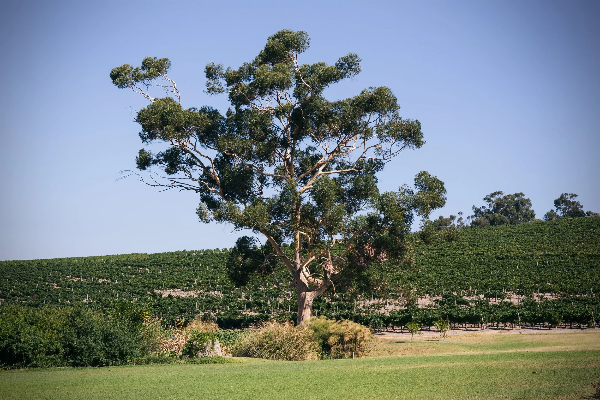 relaxing bush scene with gum tree bathurst hypnotherapy