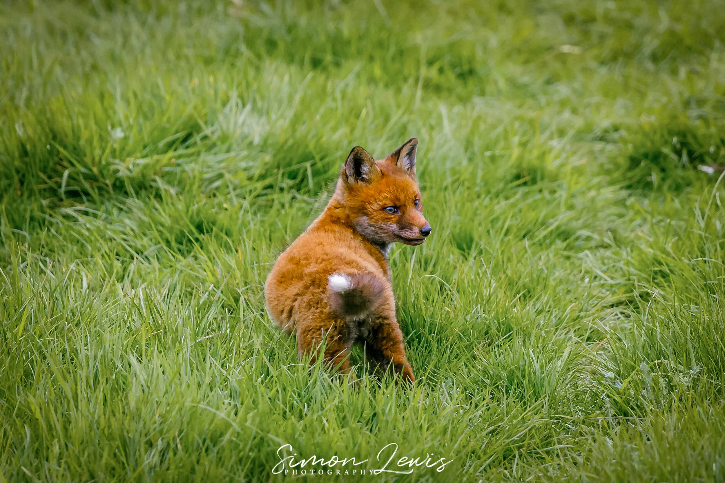 Fox Cub