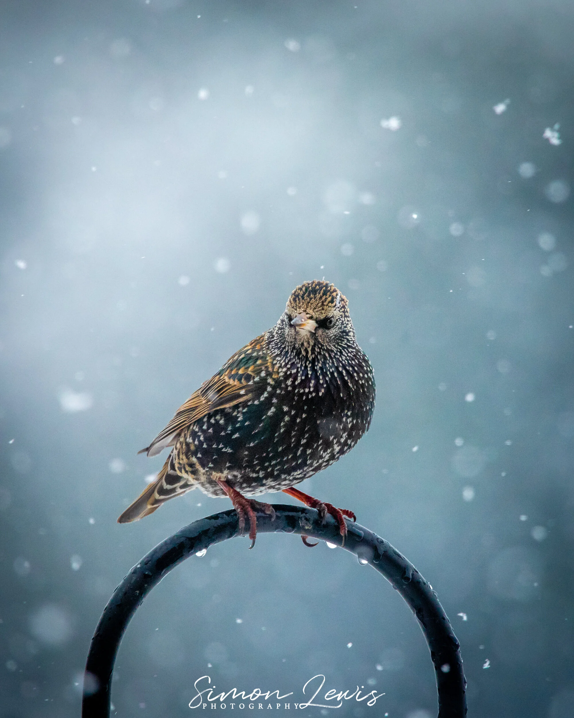 Winter Starling