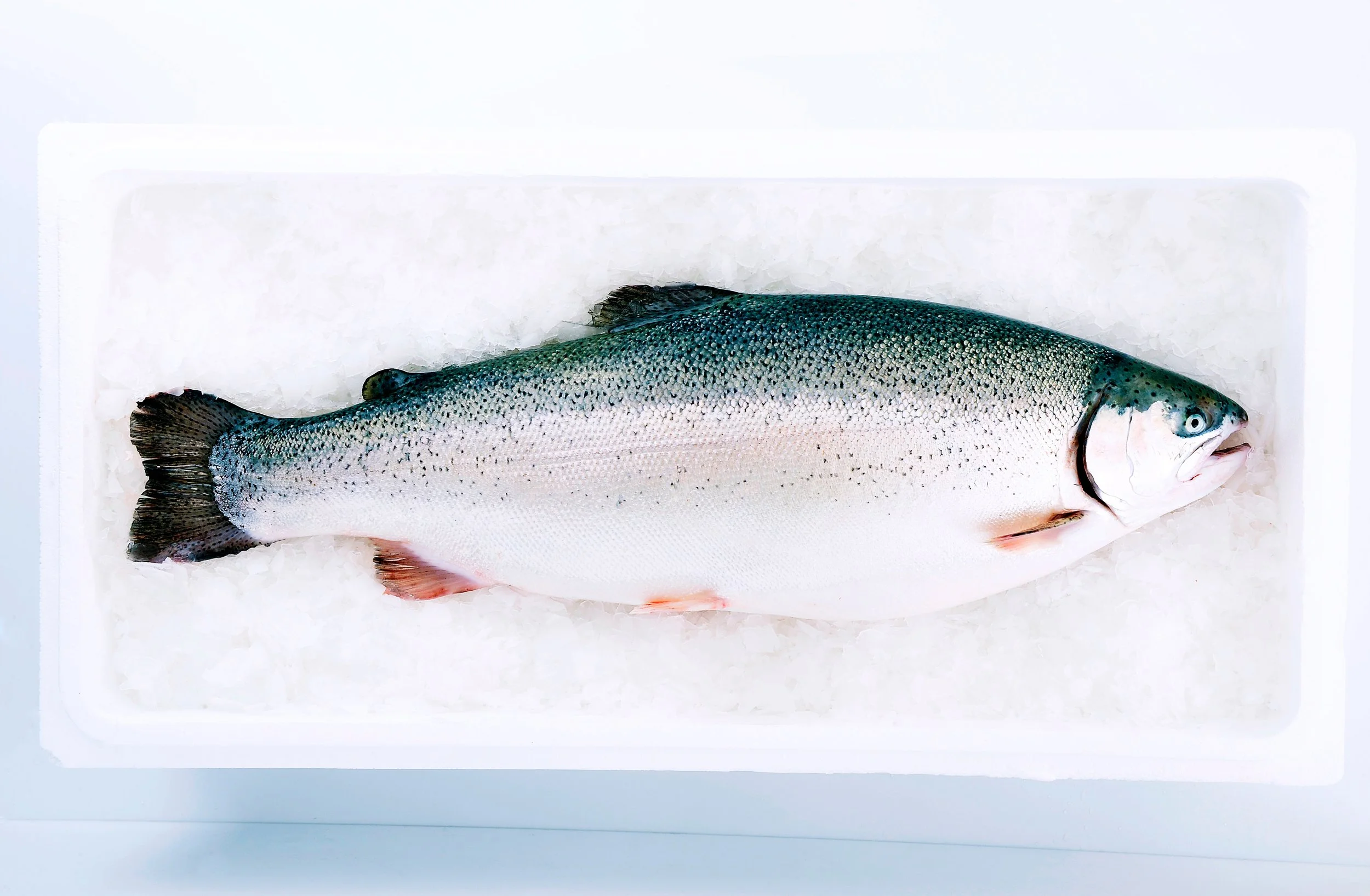 Trout
