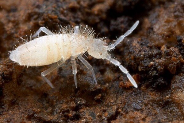 Can springtails live in a “terrarium” like this? Individual potted plants?  : r/Springtail