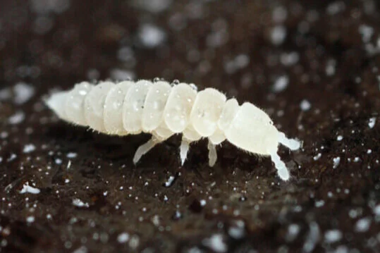 Where Do Springtails Come From - What's That Bug?