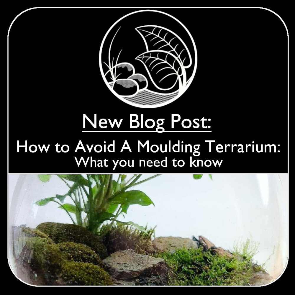 How to Avoid a Moulding Terrarium: What You Need to Know — Microgreening