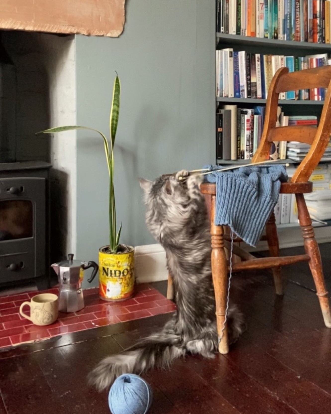 Anyone else struggle with knitting and cats?? 😼😹
🧶: I am really enjoying making this crazy little cardigan in recycled denim cotton by @woolandthegang. Noodle is really enjoying helping!
.
.
.
.
.
.
 #bookcollector #homelibrary #fortheloveofbooks 