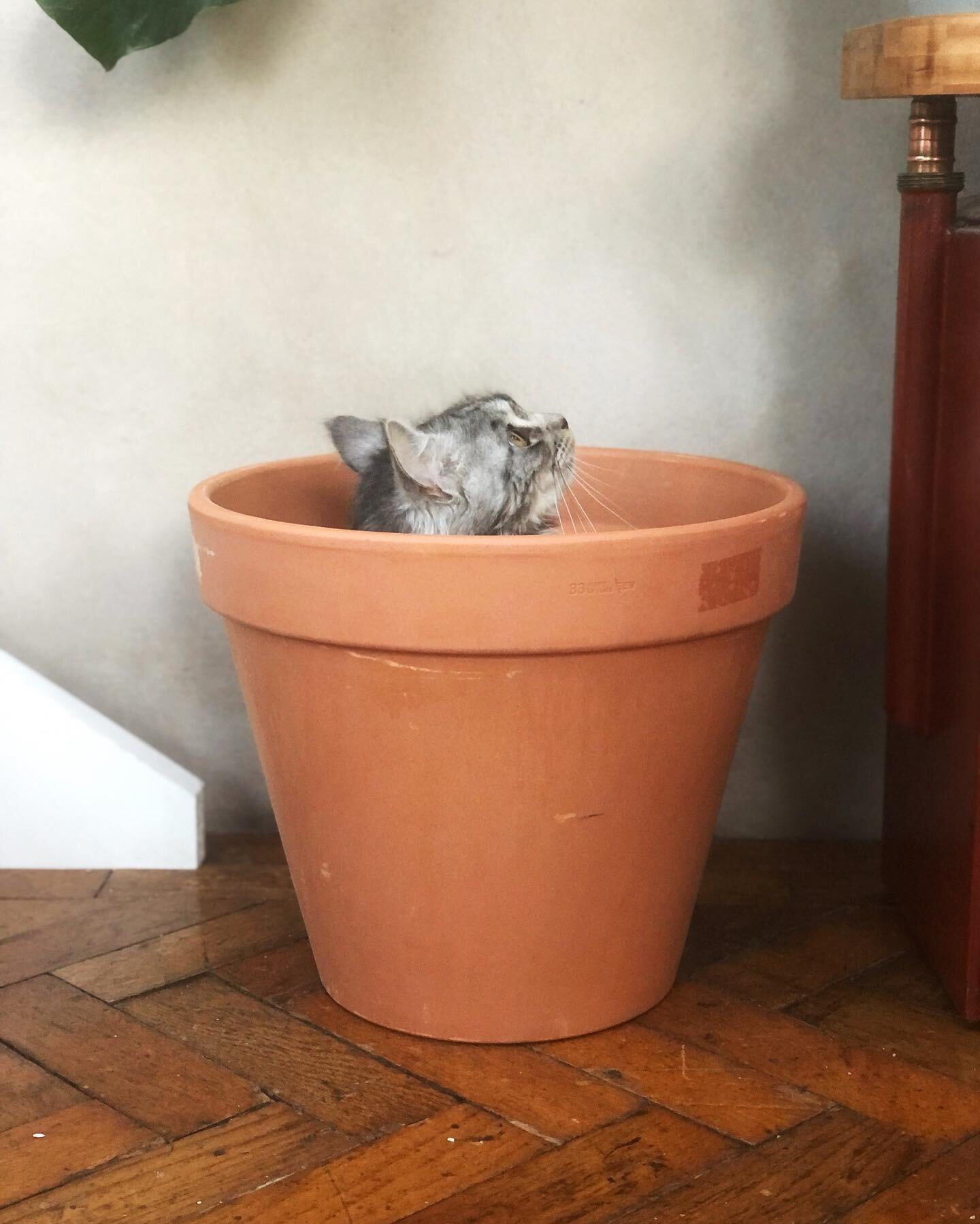 This photo needs a caption 🤔, any suggestions gratefully received 🙏🏽

Noodle was clearly posing in a pot for a reason, but I haven&rsquo;t figured out why ? 
.
.
.
.
.
.

#instacat  #catladylife #catsbeingcats #catfluencer #catmomlife #ofsimplemat