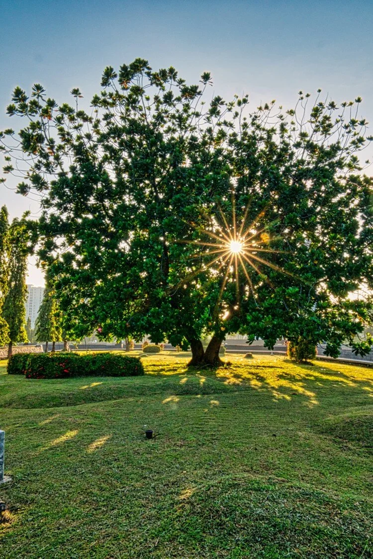 tree.jpg