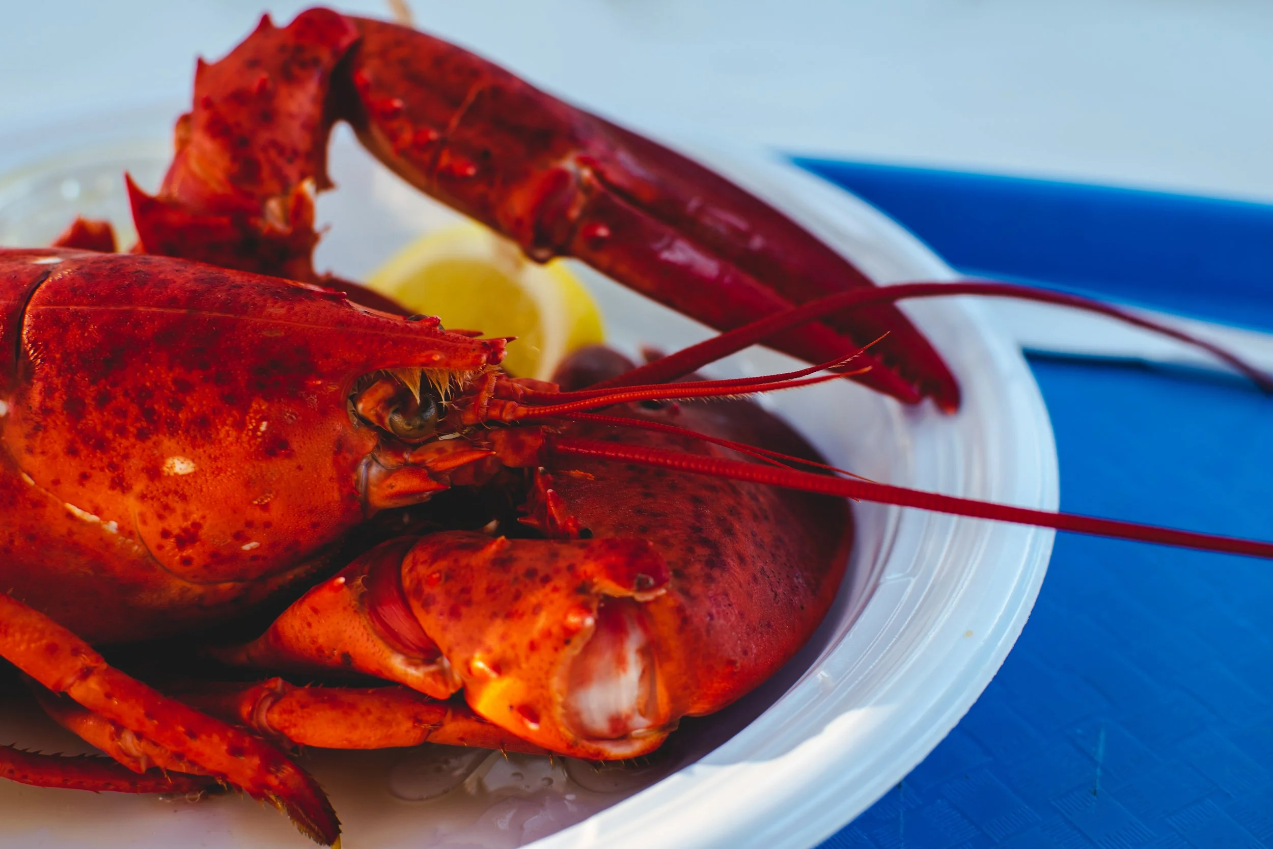 Steamed Lobster