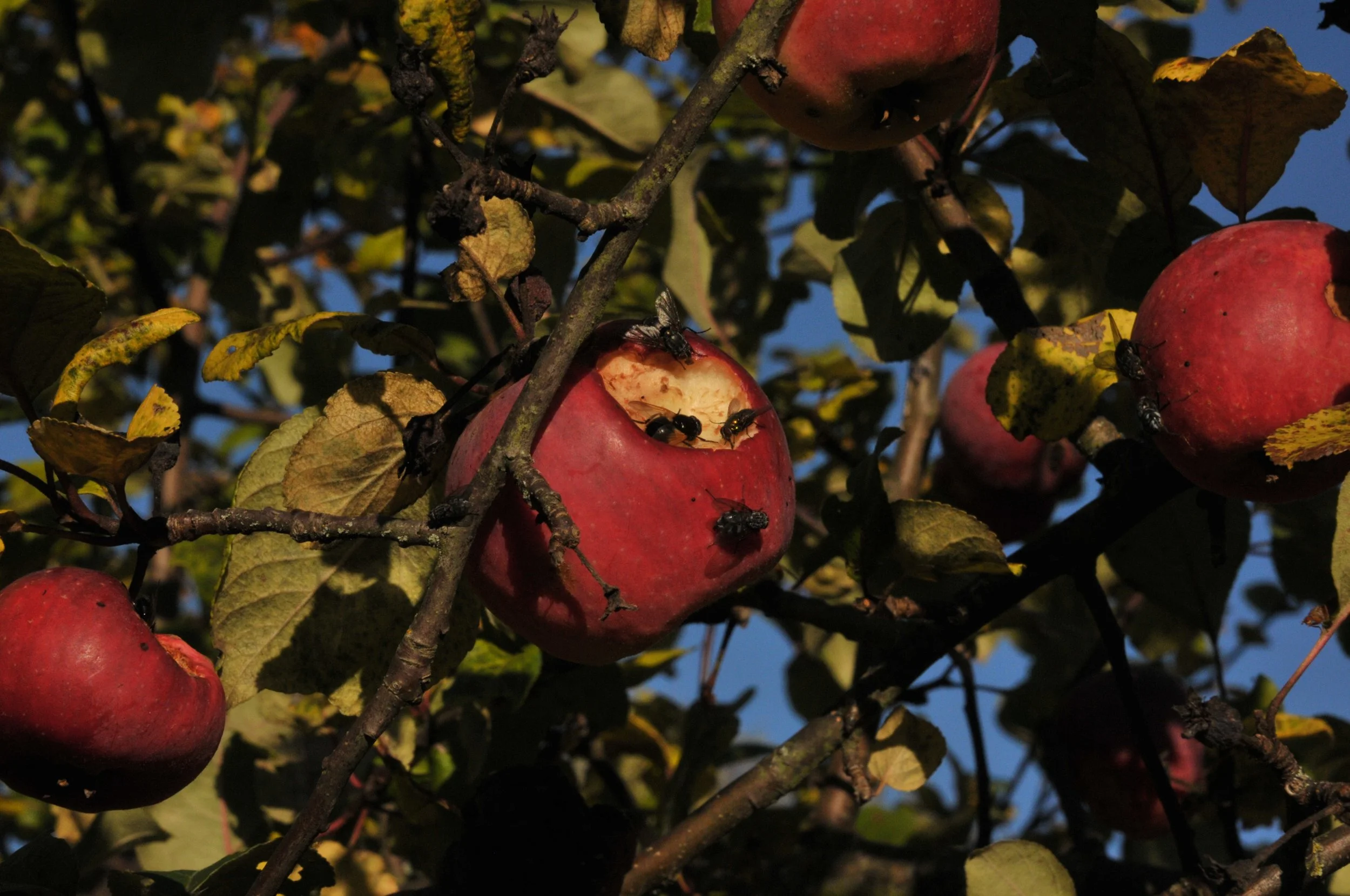 Aktiv-Geniessen Herbst 2026