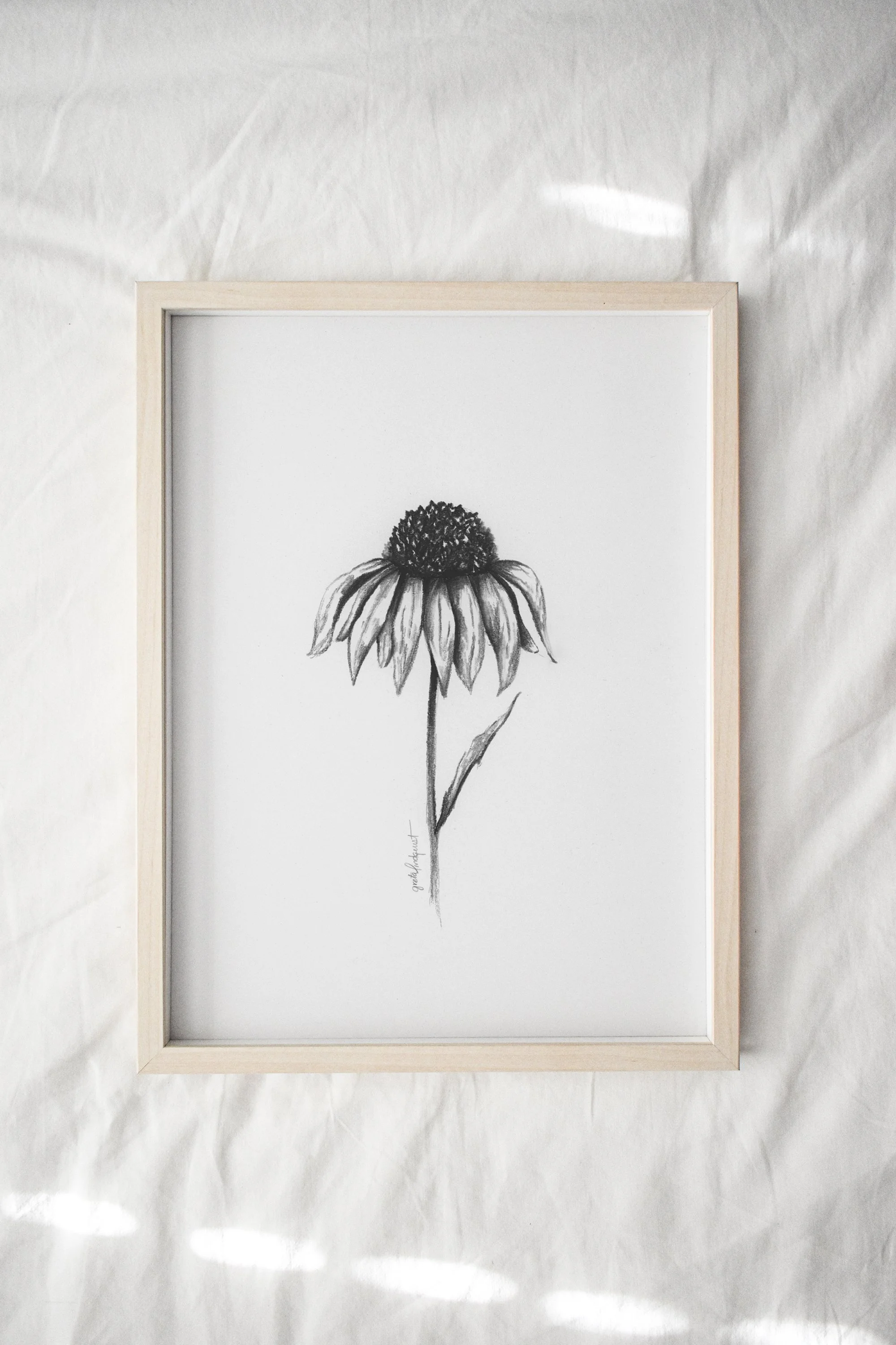 Charcoal Florals - Echinacea