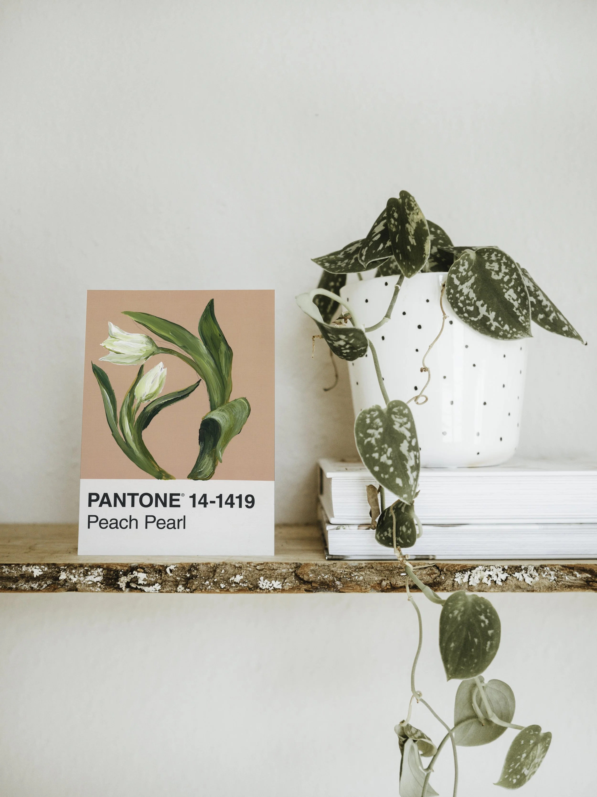 Day 25 - White Spring Tulips (print)