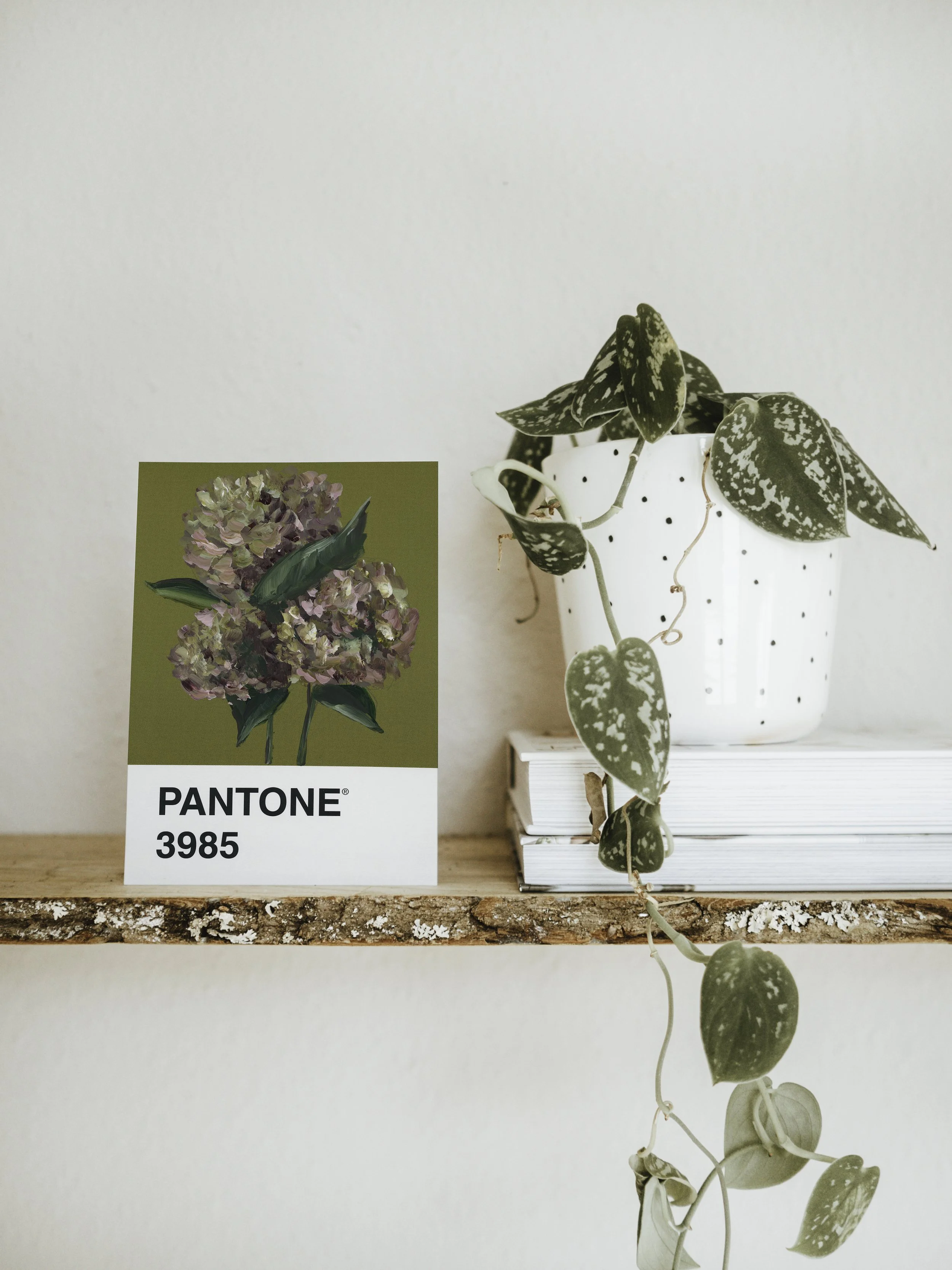 Day 30 - Green and Pink Hydrangea (print)