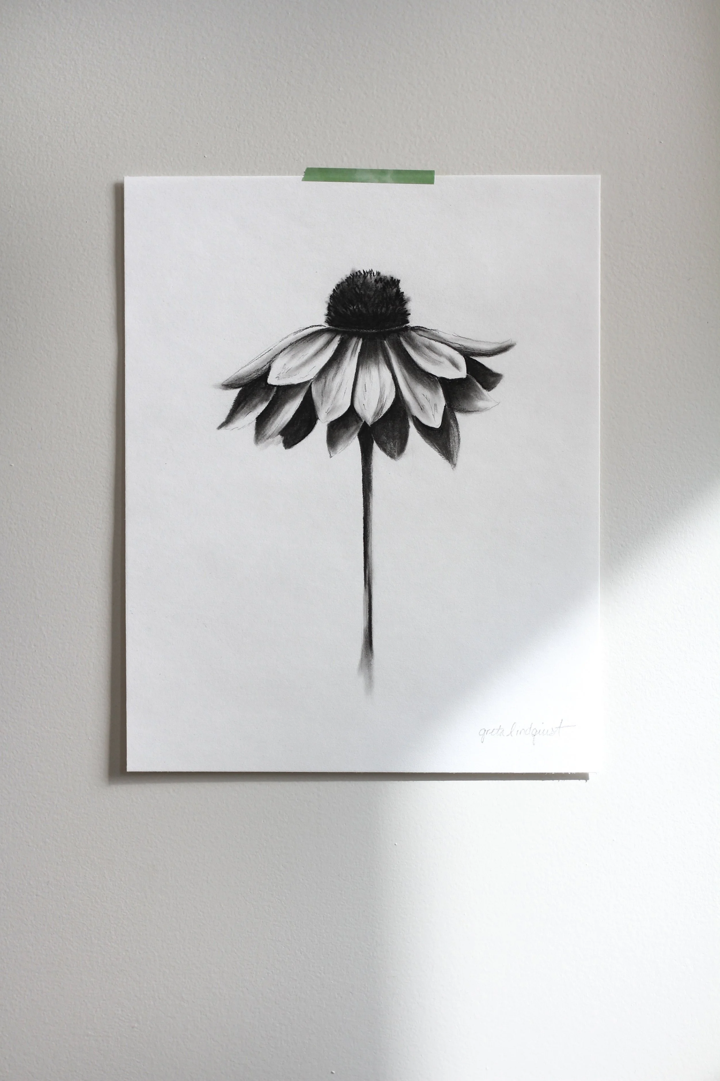 Coneflower - 8x10" vertical charcoal on paper