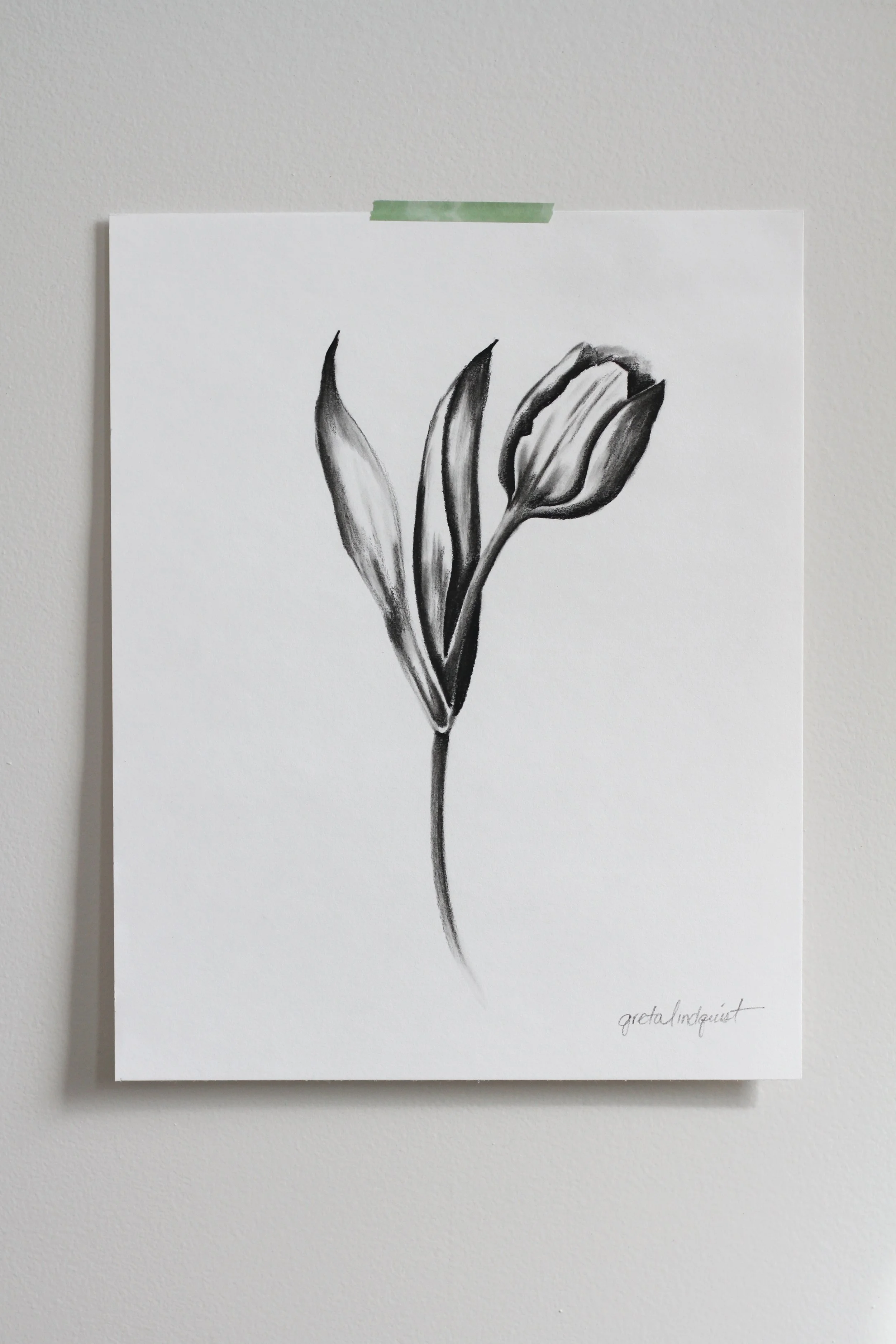 Tulip - 8x10" vertical charcoal on paper