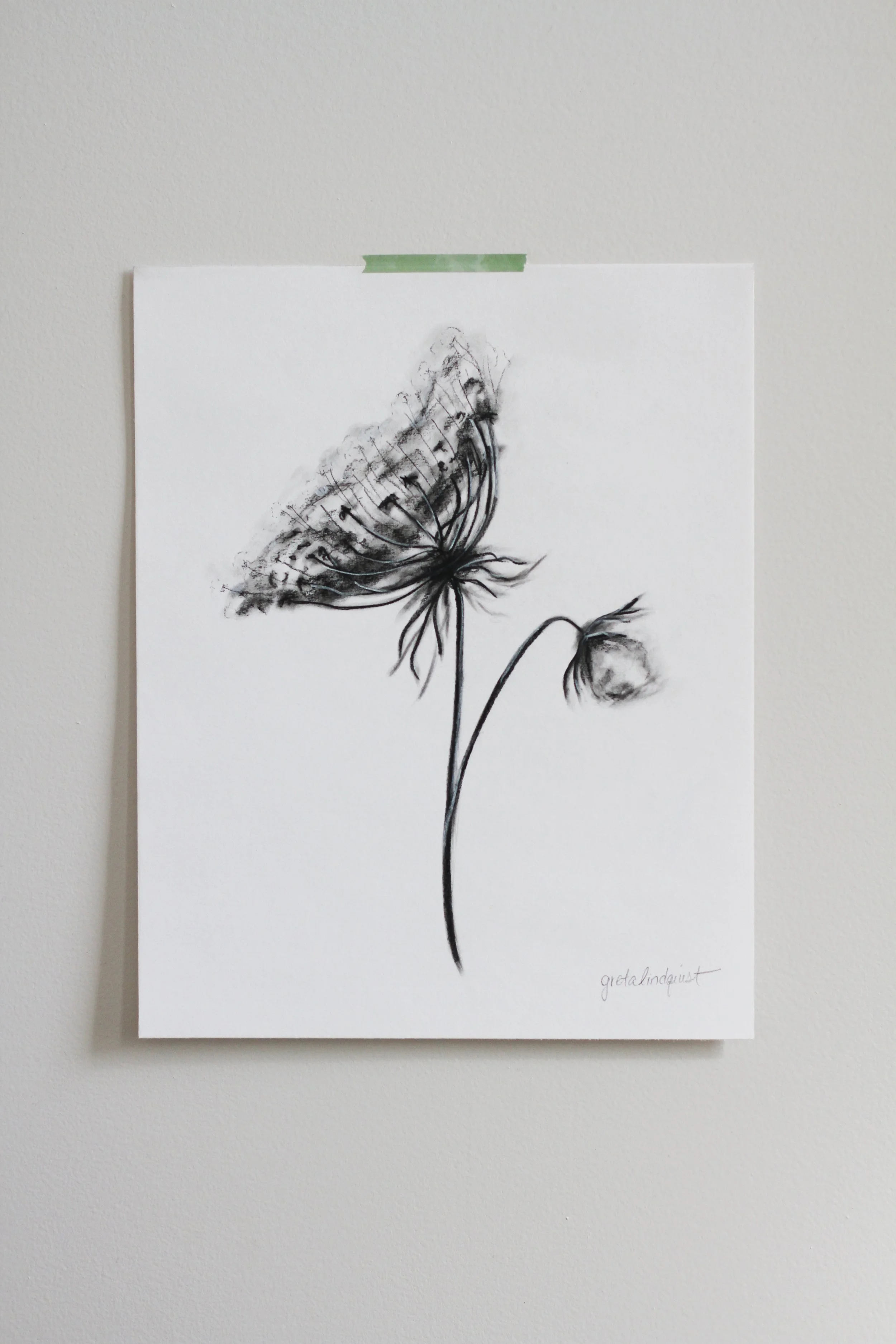 Queen Anne's Lace - 8x10" vertical charcoal on paper