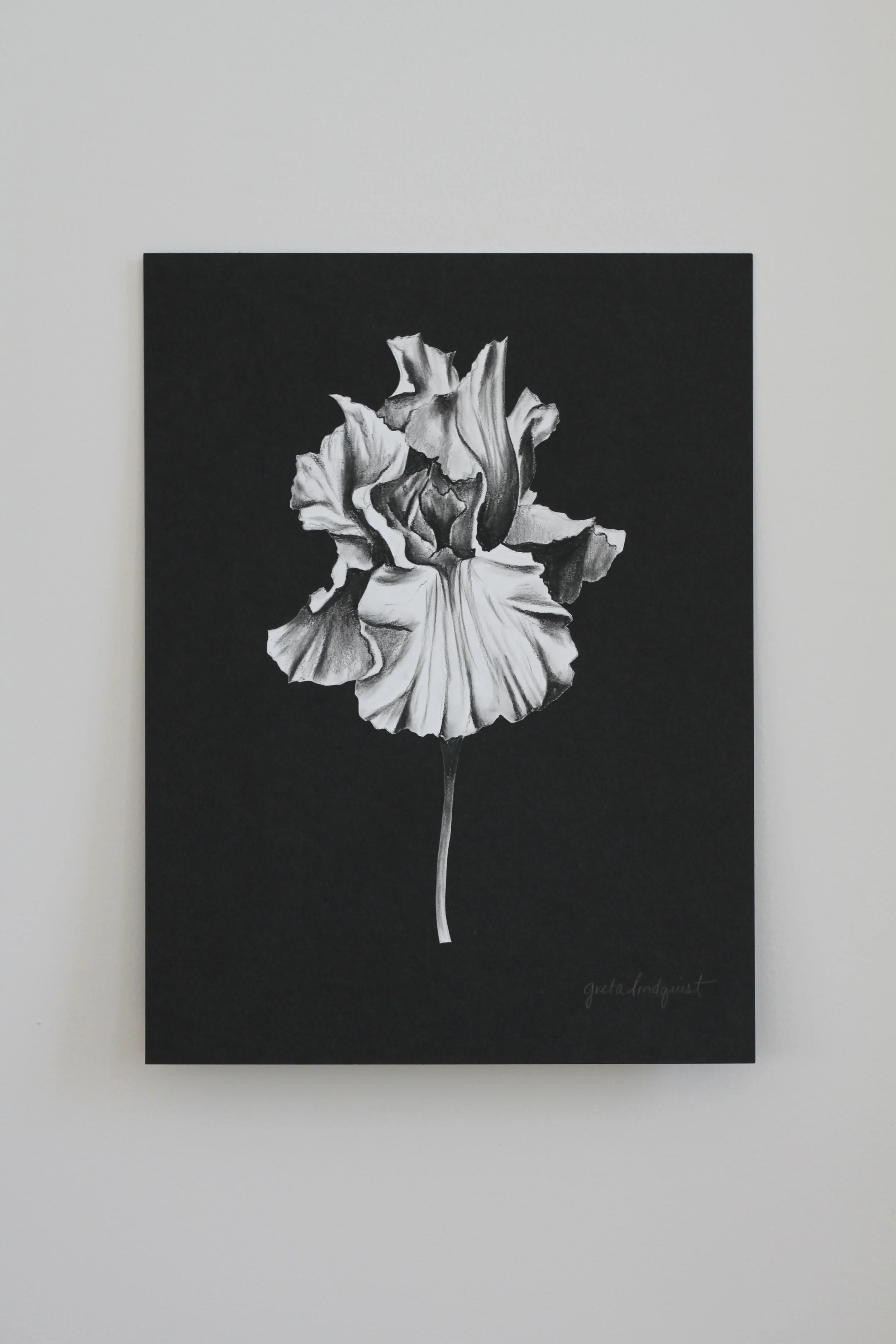 The Monochromatic Garden Collection of charcoal artwork — Greta Lindquist