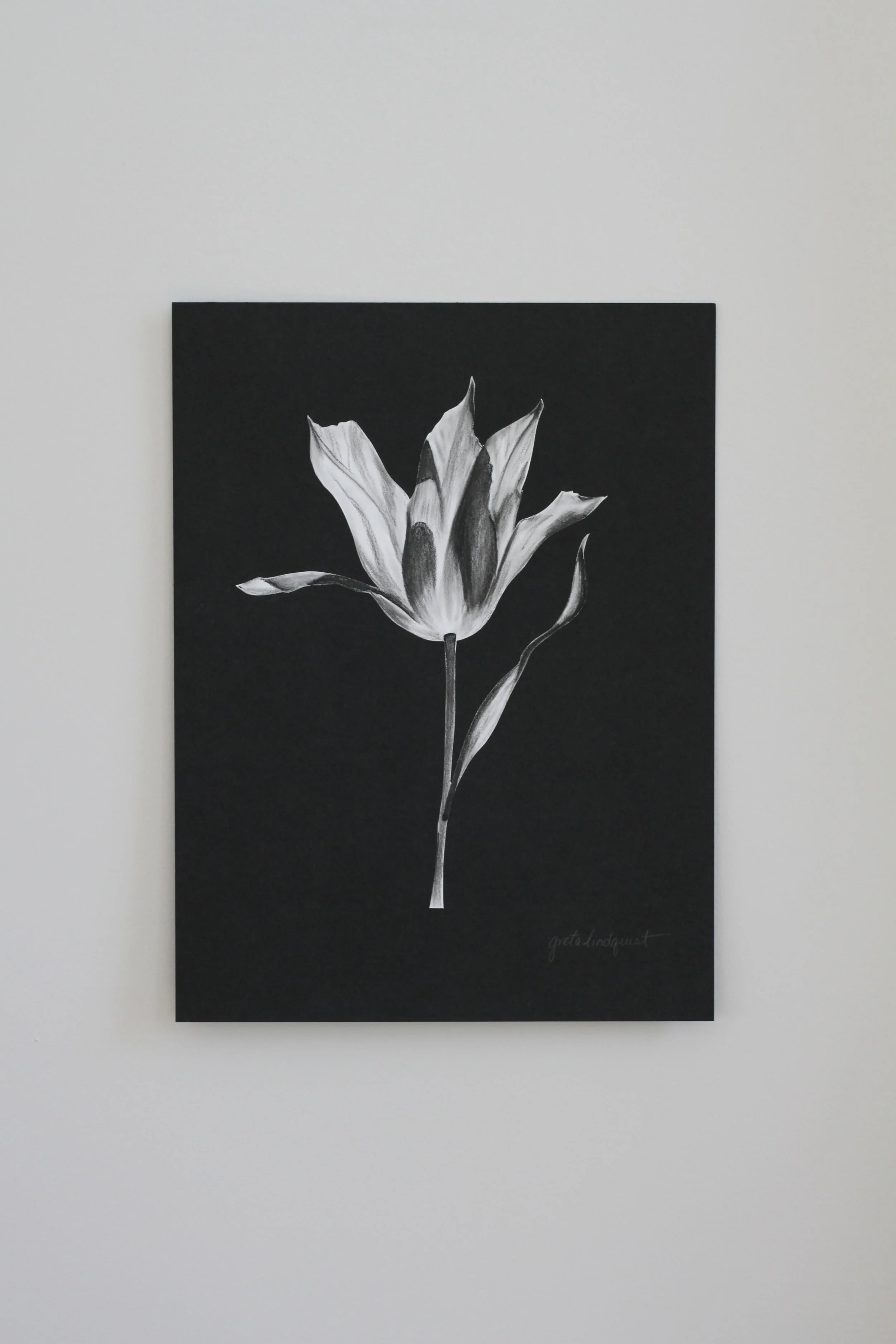 Opened Tulip - 9x12" vertical charcoal on paper