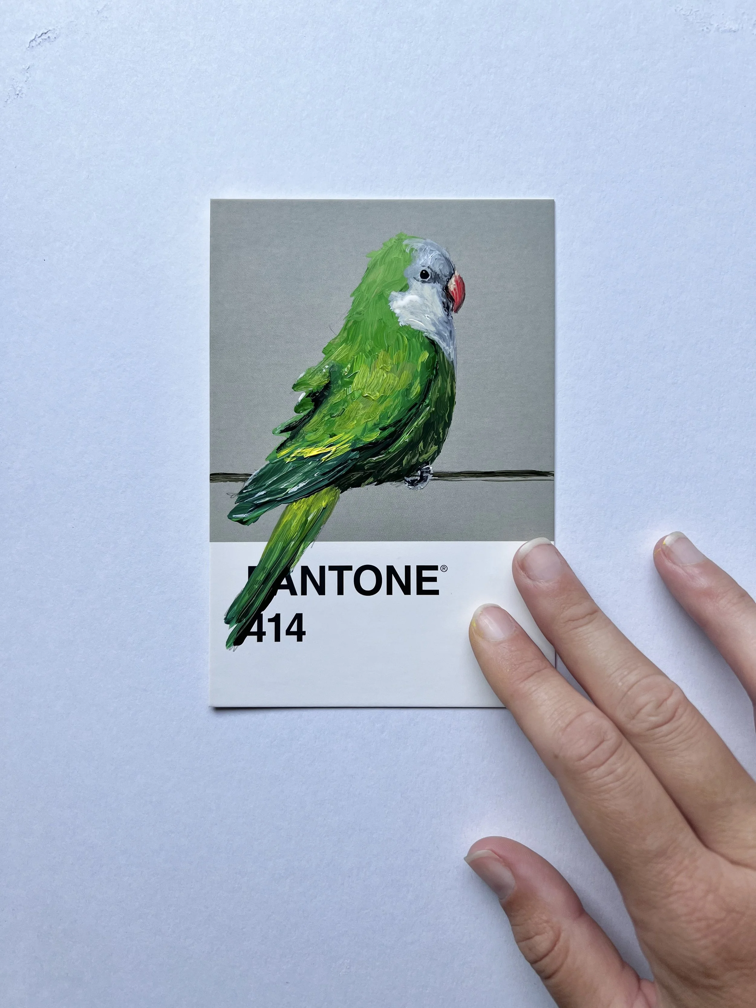 Pantone Day 72 - Monk Parakeet