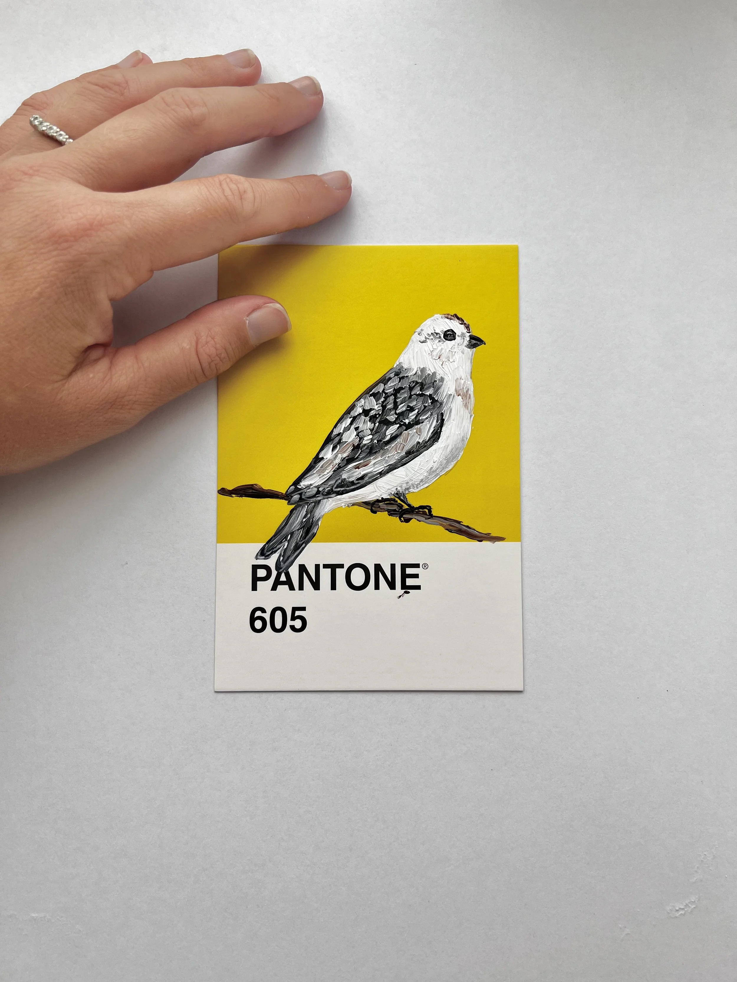 Pantone Day 81 - Snow Bunting