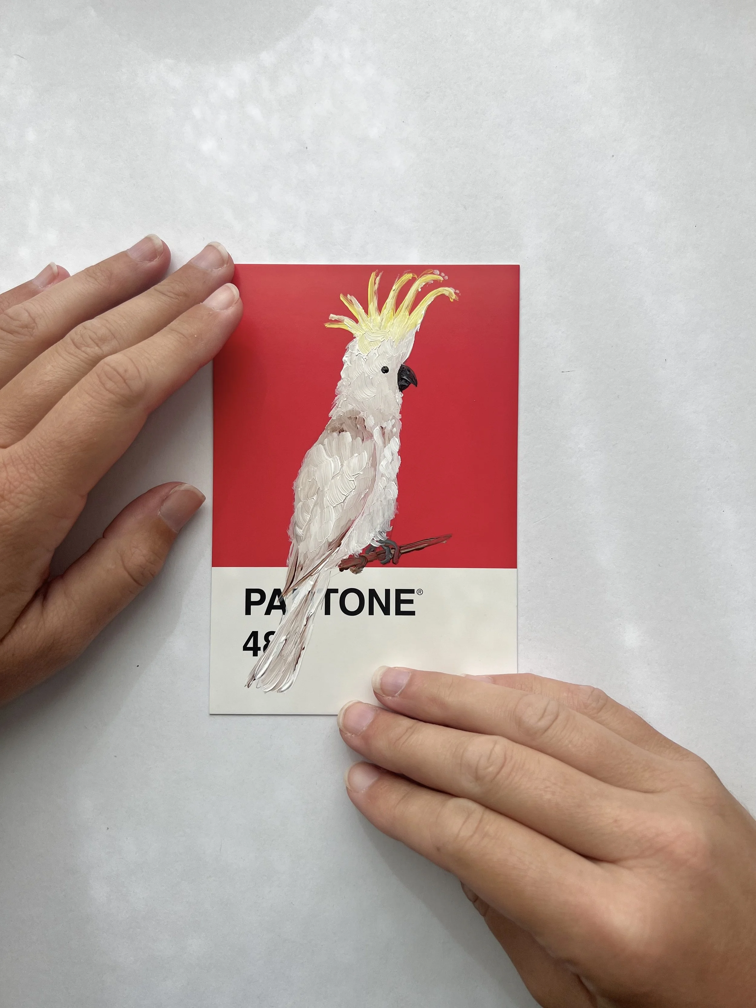 Pantone Day 88 - White Cockatoo