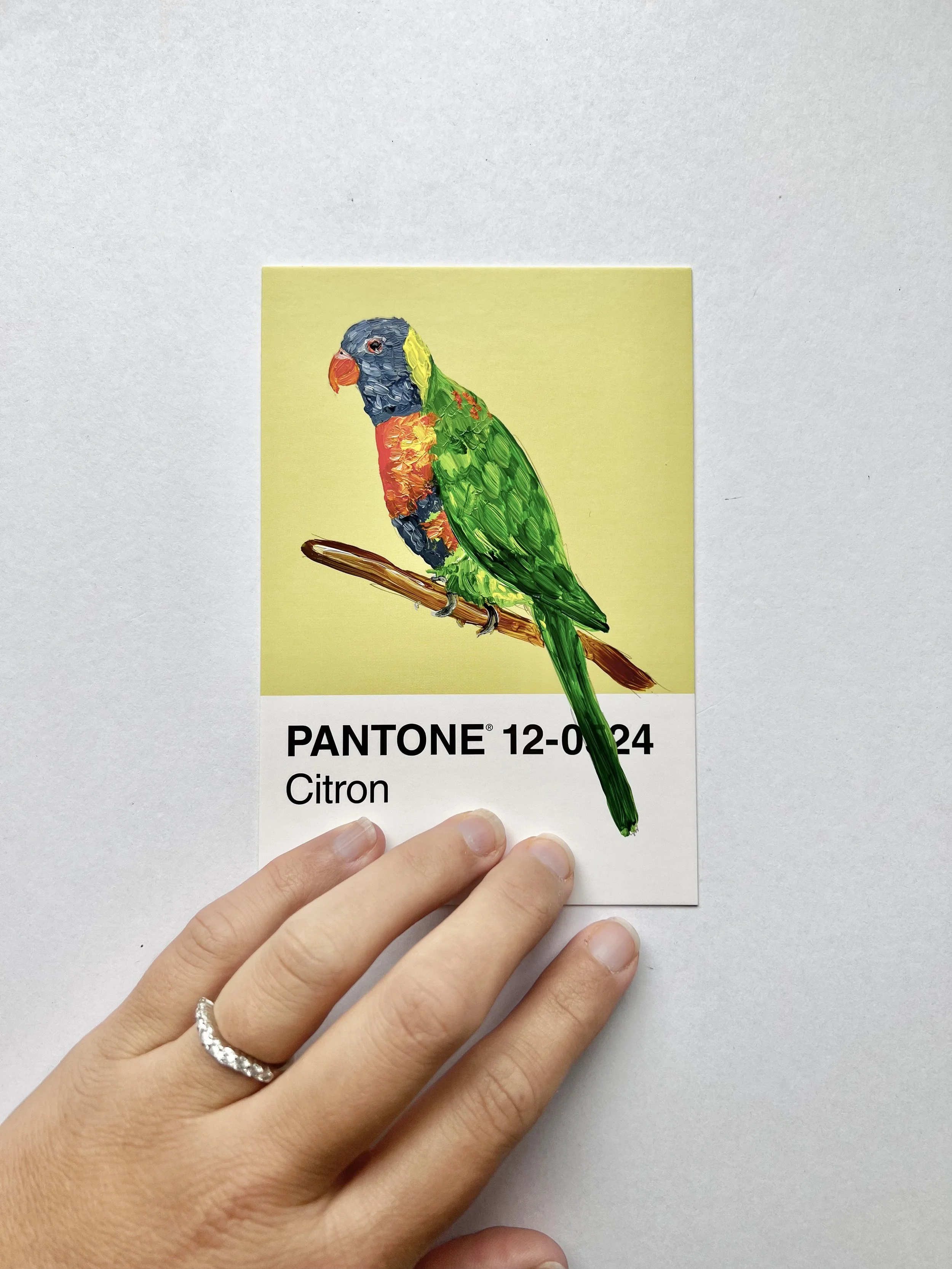 Pantone Day 94 - Rainbow Lorikeet
