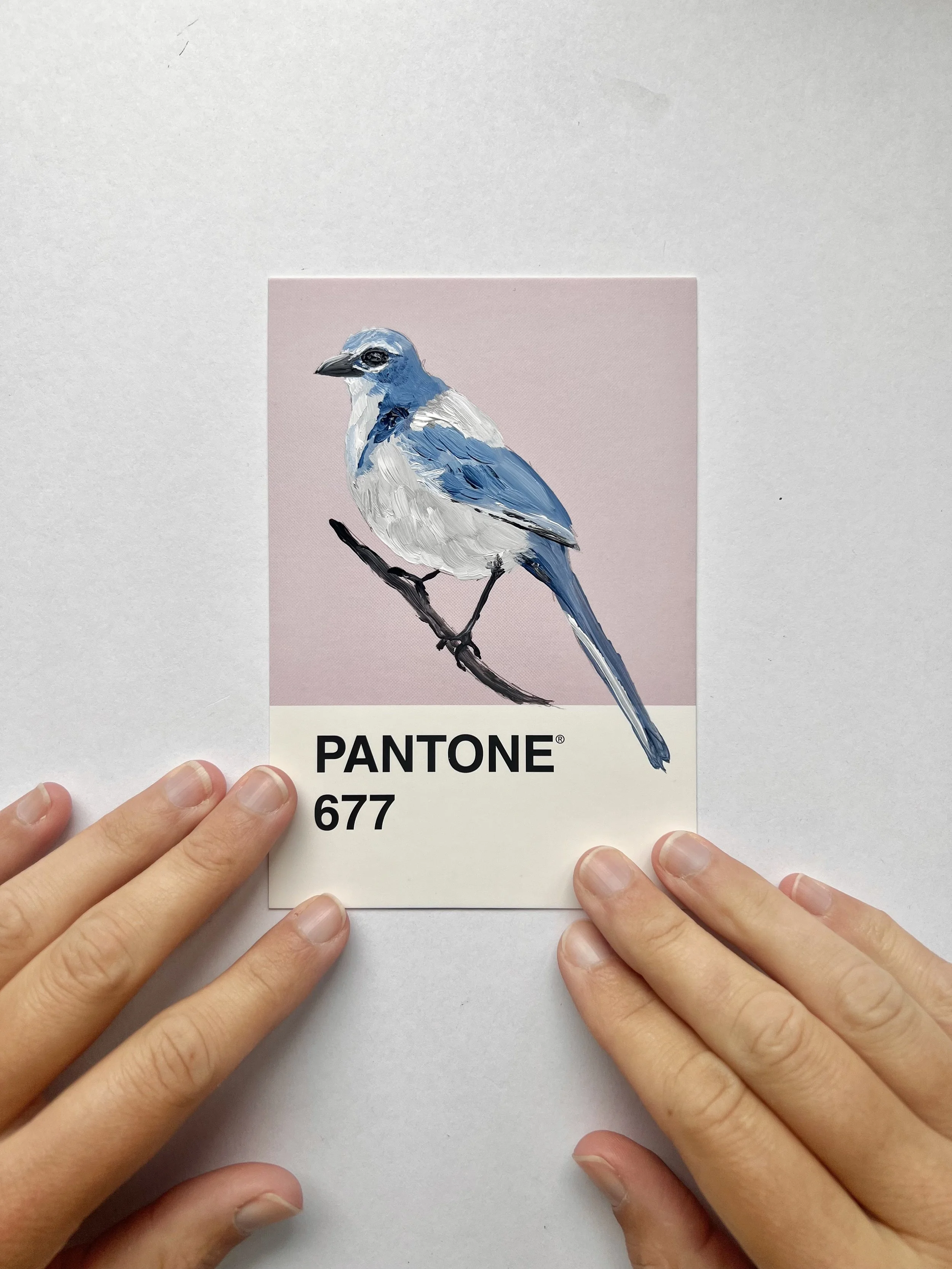 Pantone Day 97 - Scrub Jay