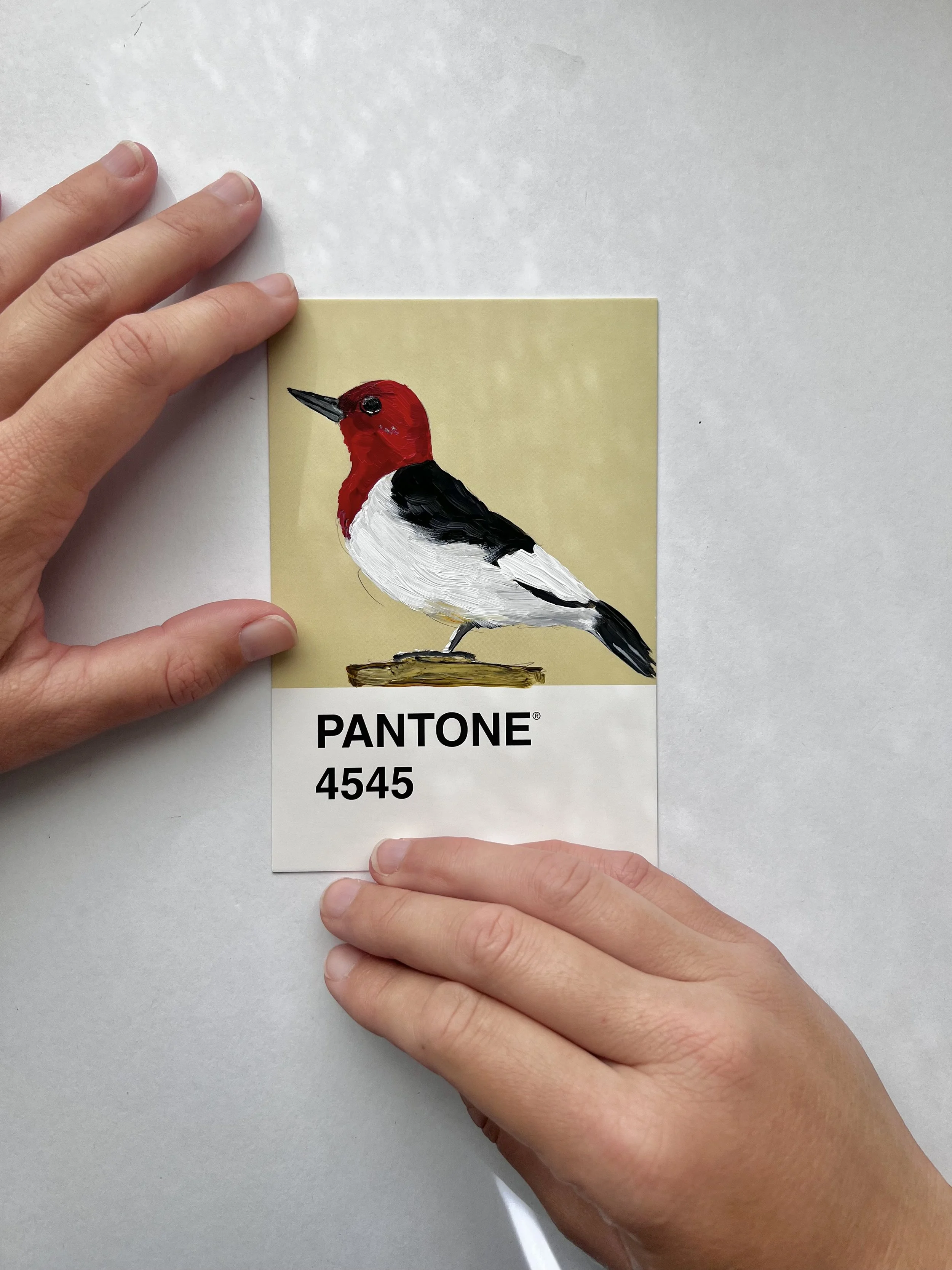 Pantone Day 98 - Red-Headed Woodpecker