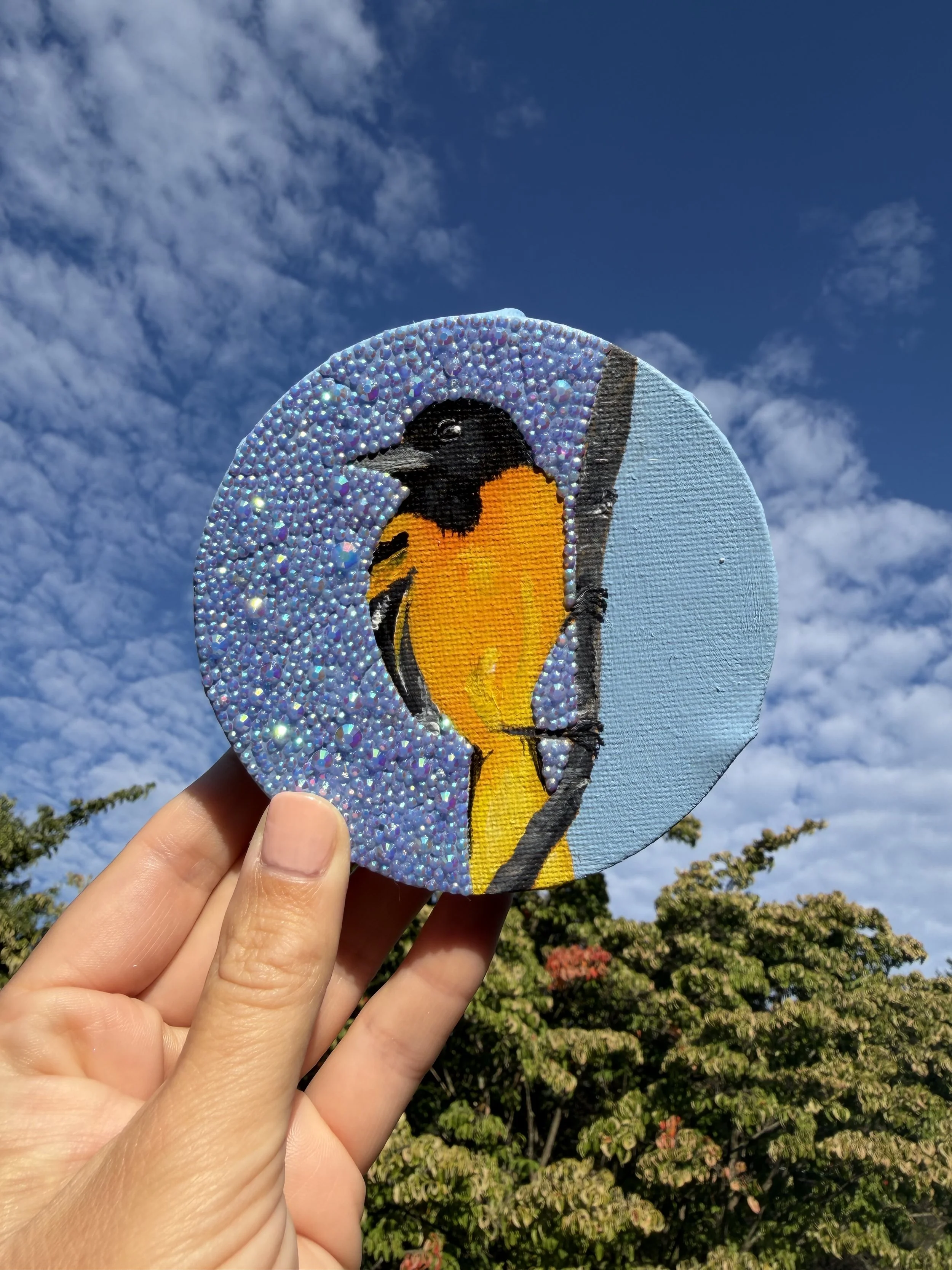 Baltimore Oriole