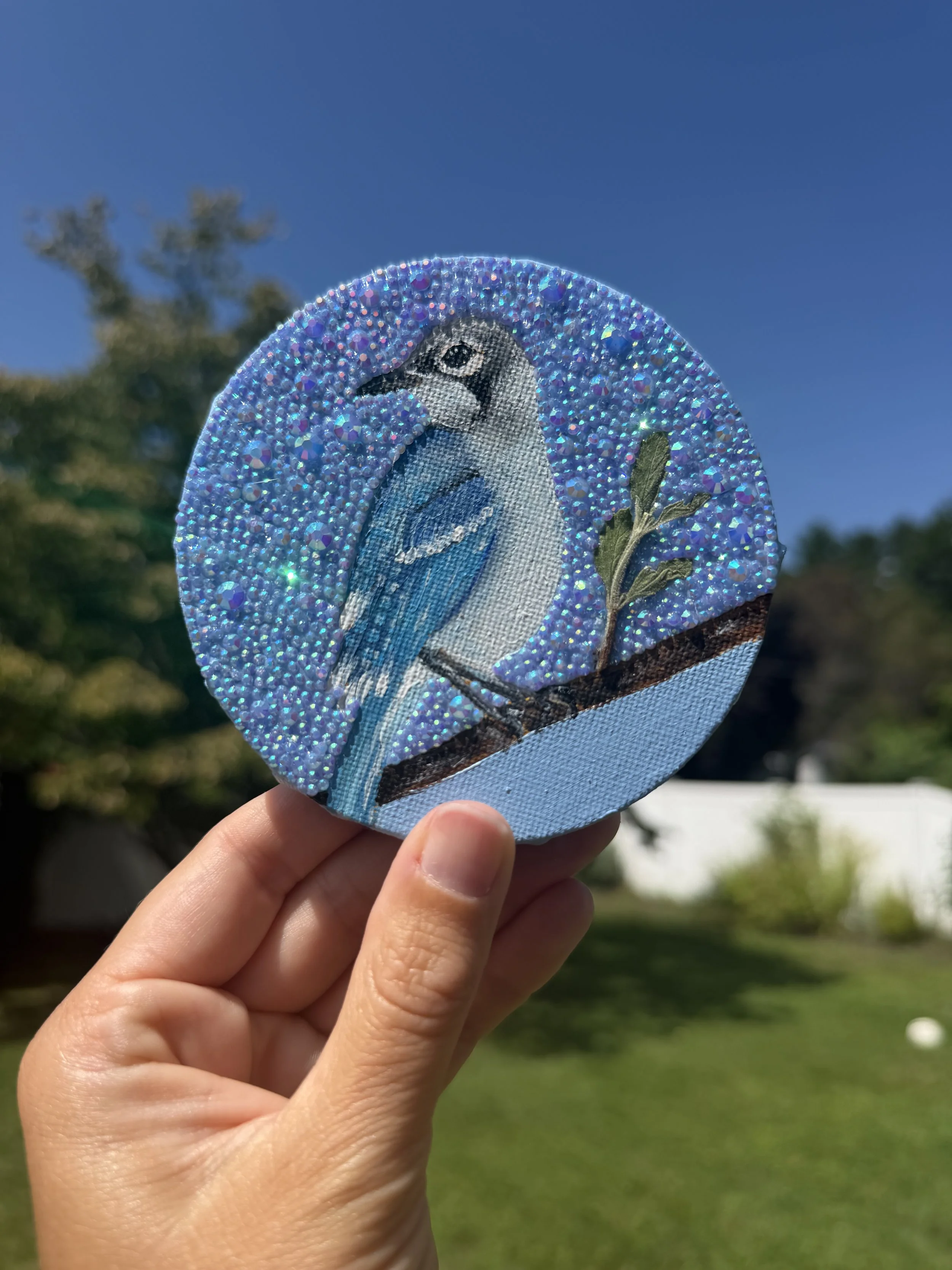 Blue jay (fledgling)