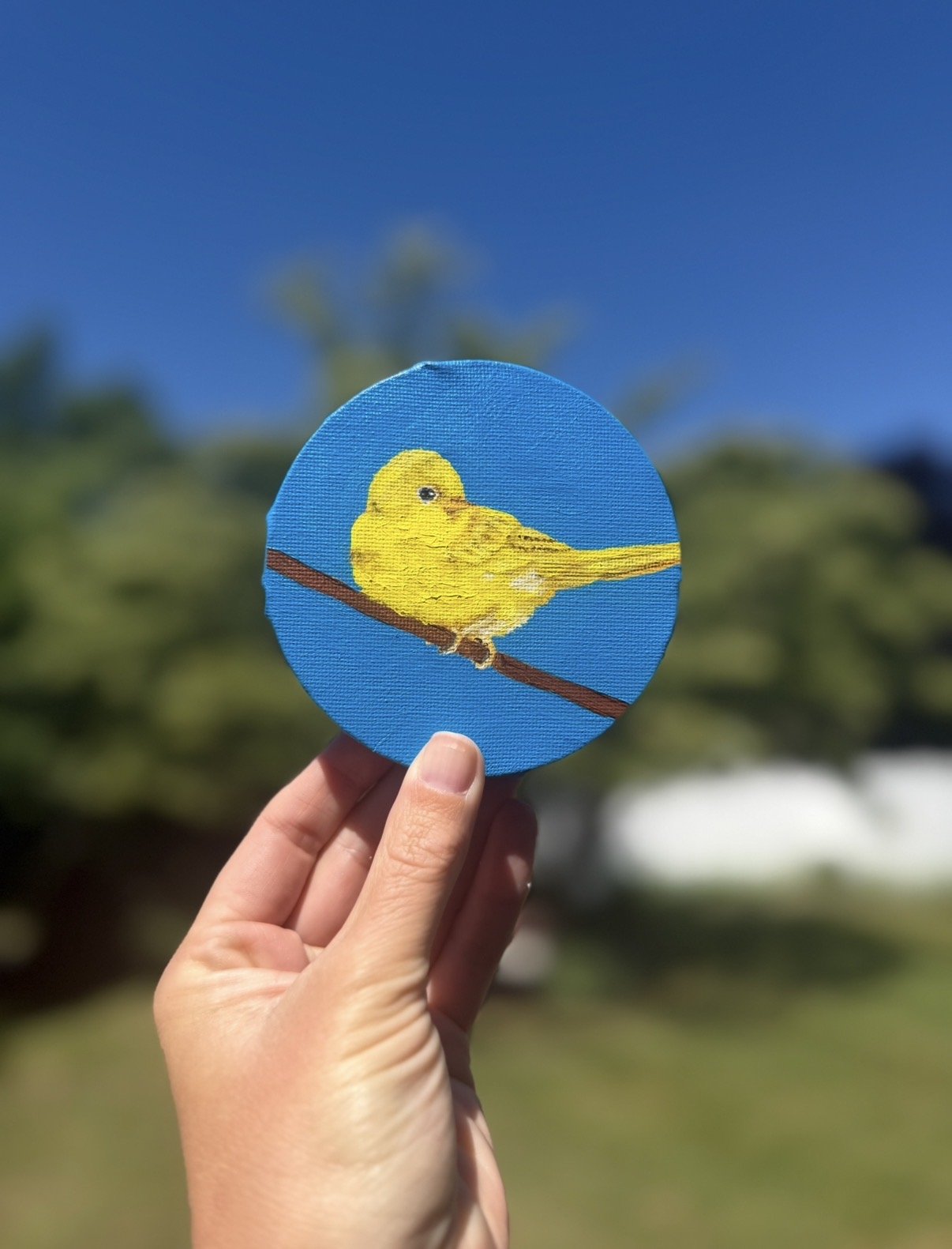 Yellow Warbler