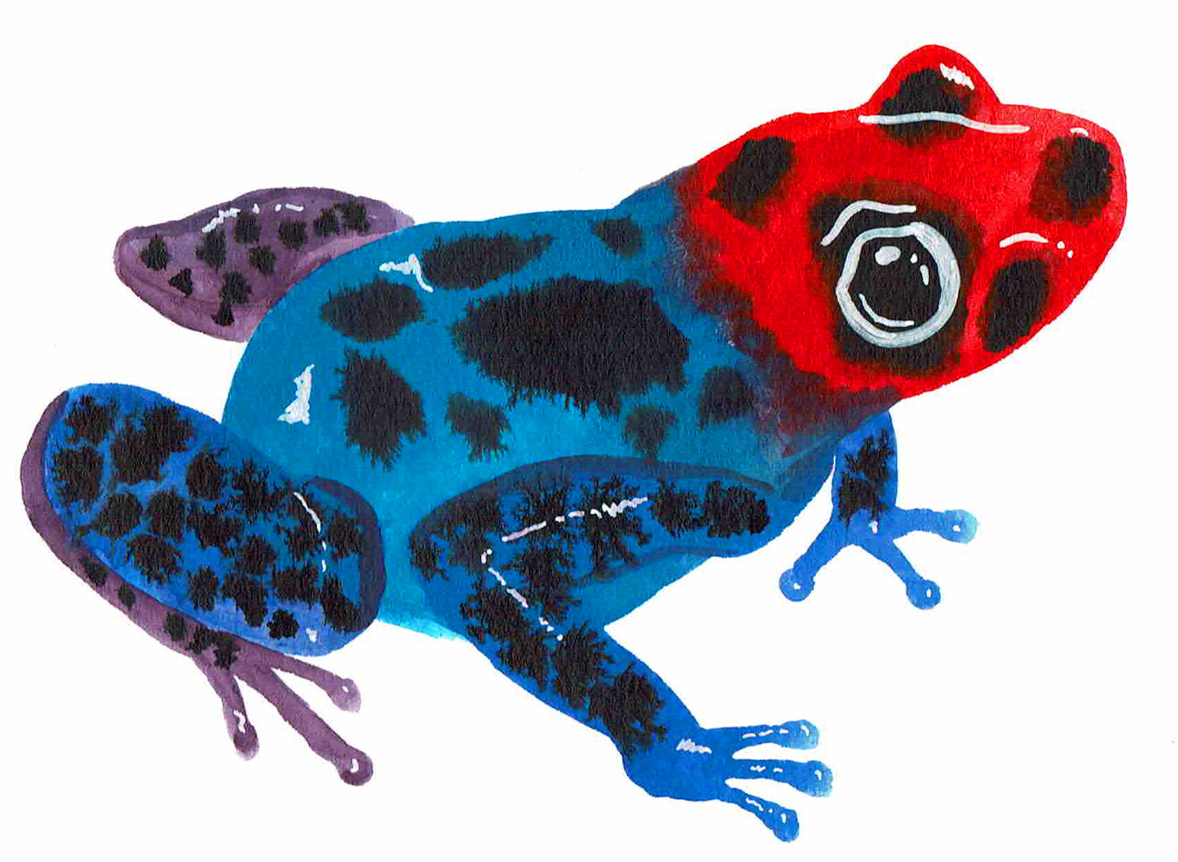 poison dart frog.jpg