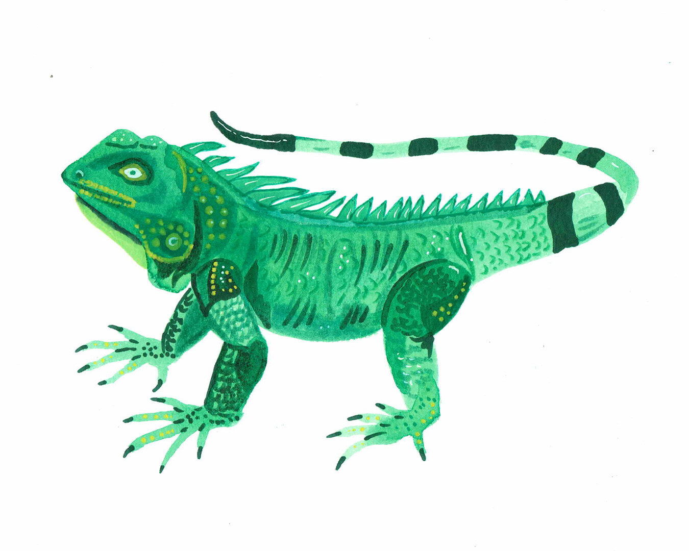 iguana insta.jpg
