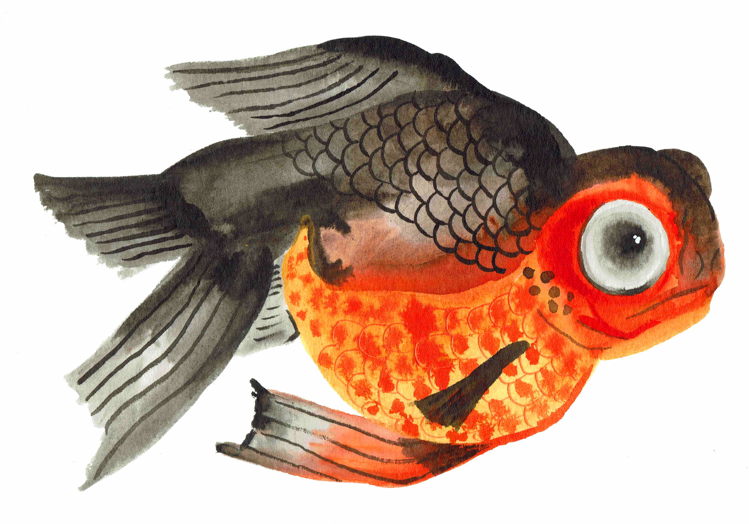 fish a4.jpg