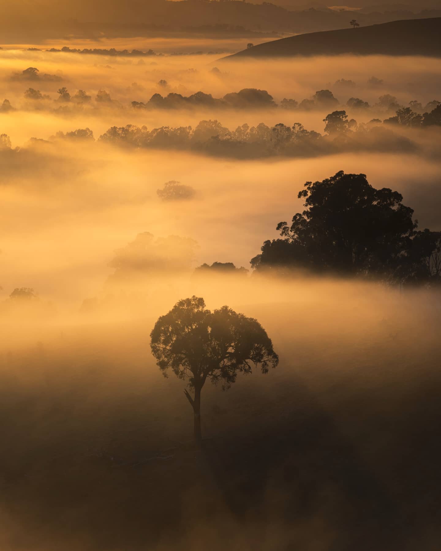 Photographed on a beautiful misty autumn morning over the Easter long weekend at the Acheron Cutting in the Yarra Ranges just after sunrise as the mist started to be illuminated by the sun's rays. In the high resolution version you can see kangaroos 