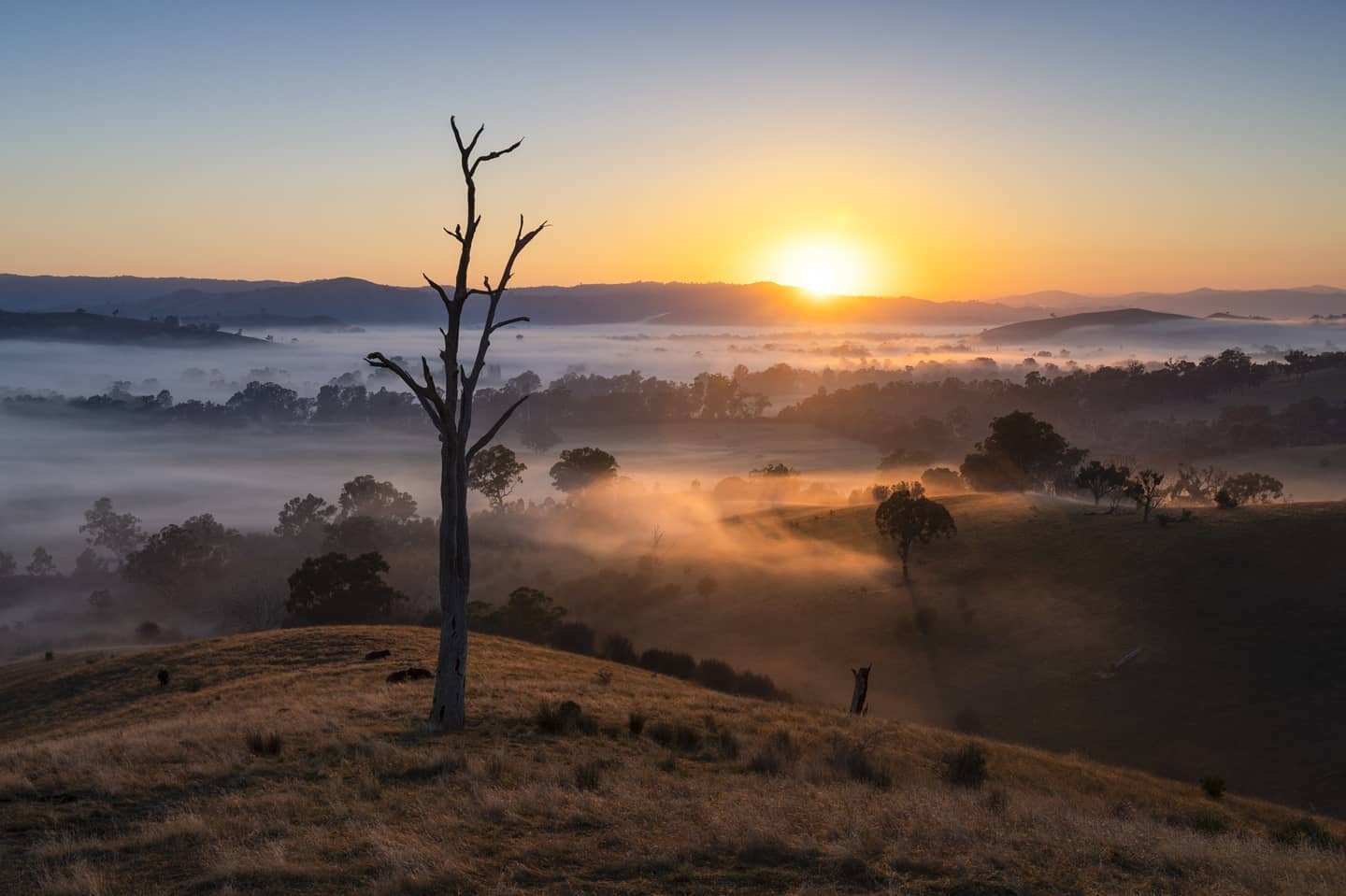 A few more shots of that stunning foggy sunrise over the Easter long weekend at the Acheron Cutting. Love shooting foggy sunrises here as the fog lights up from the sun's first rays 😍 Can you see the boxing kangaroos in the last shot? 🦘🥊