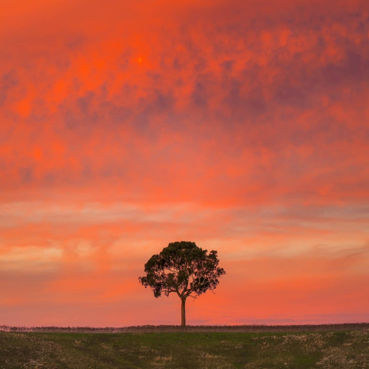 Taken recently on my uncle's farm just out of Canberra near Murrumbateman during an intense sunset. I shot this one handheld, only because I couldn't be bothered going back to the car to get my tripod out 🤭 My @sonyalpha.anz A7R IV had no problems s