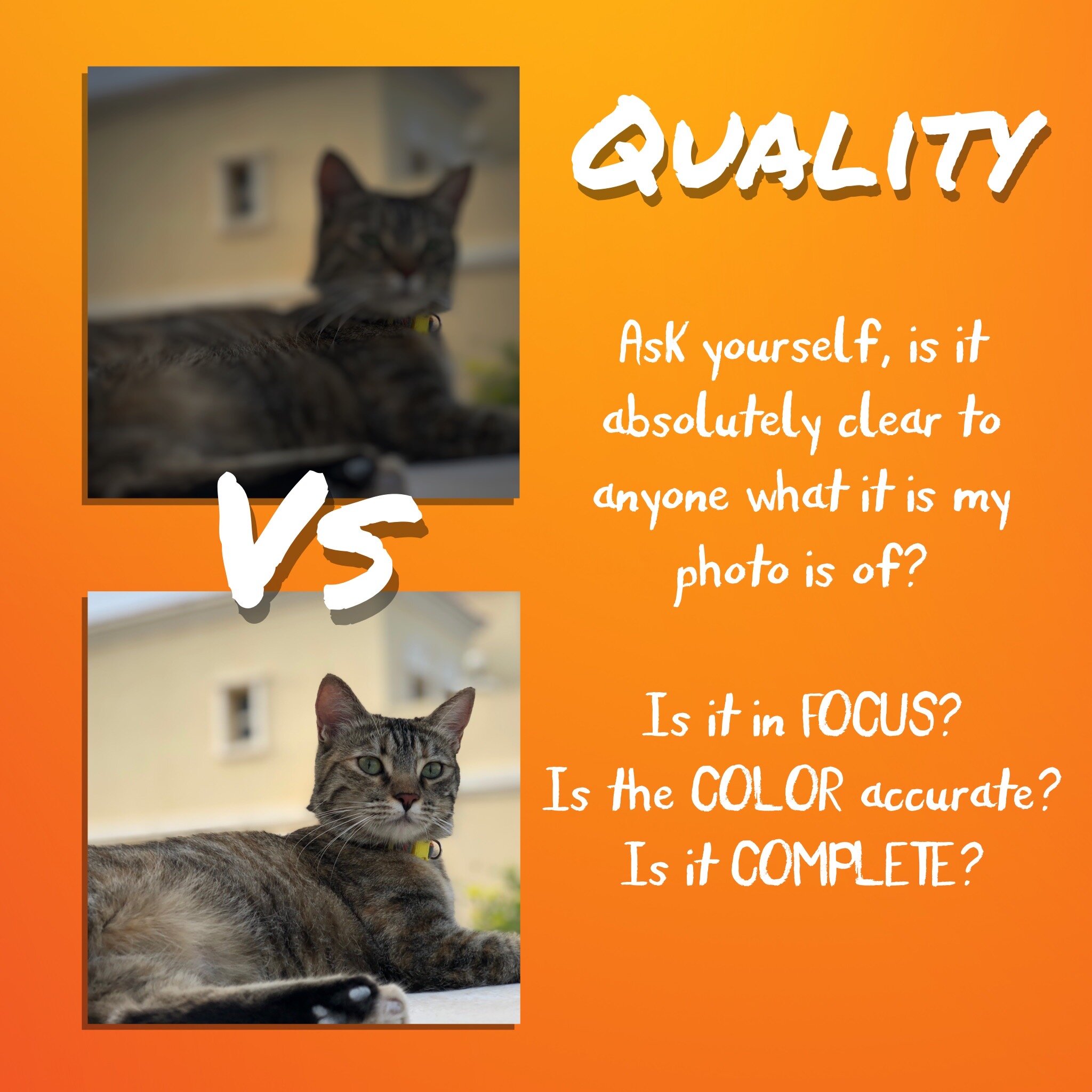 Quality of image_messaging & veterinary.JPG