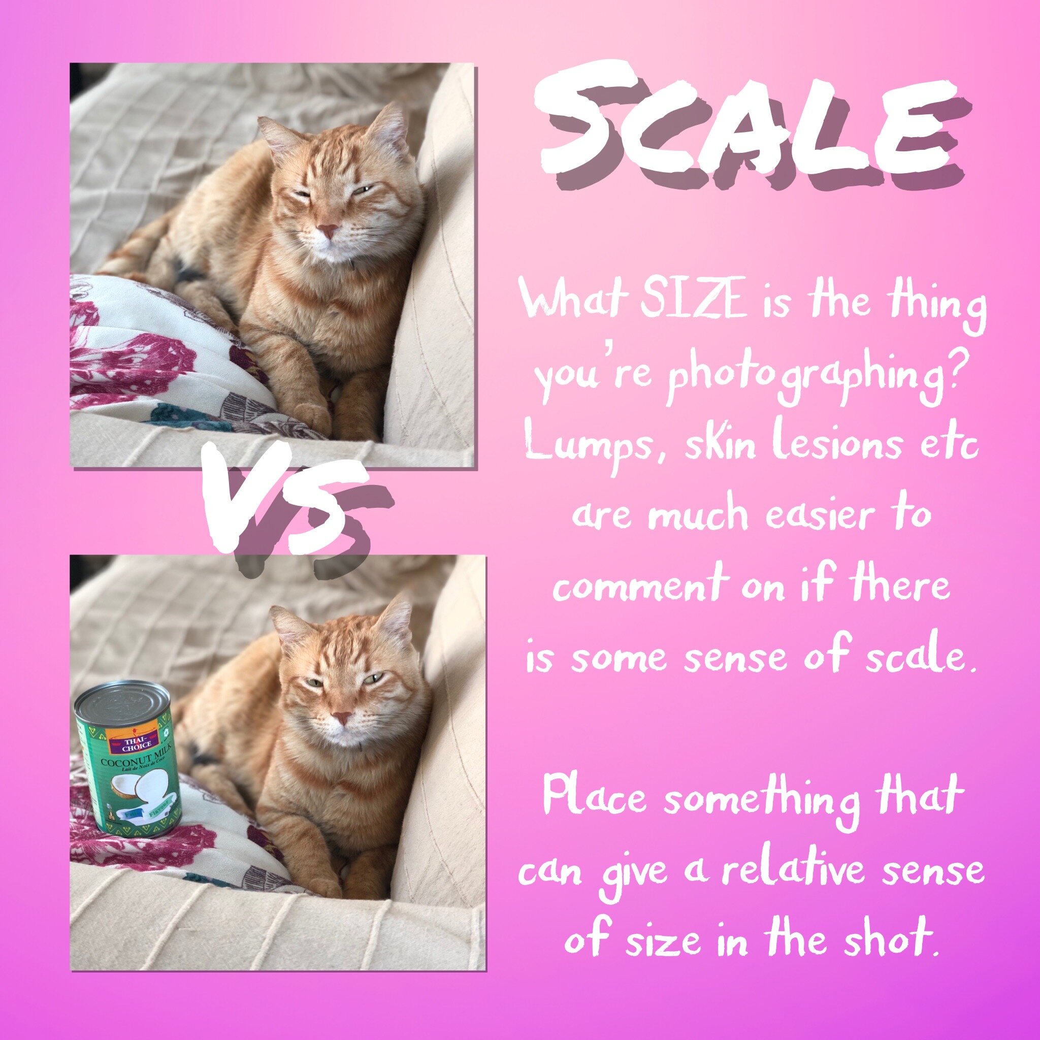 Scale of image_messaging & veterinary.JPG