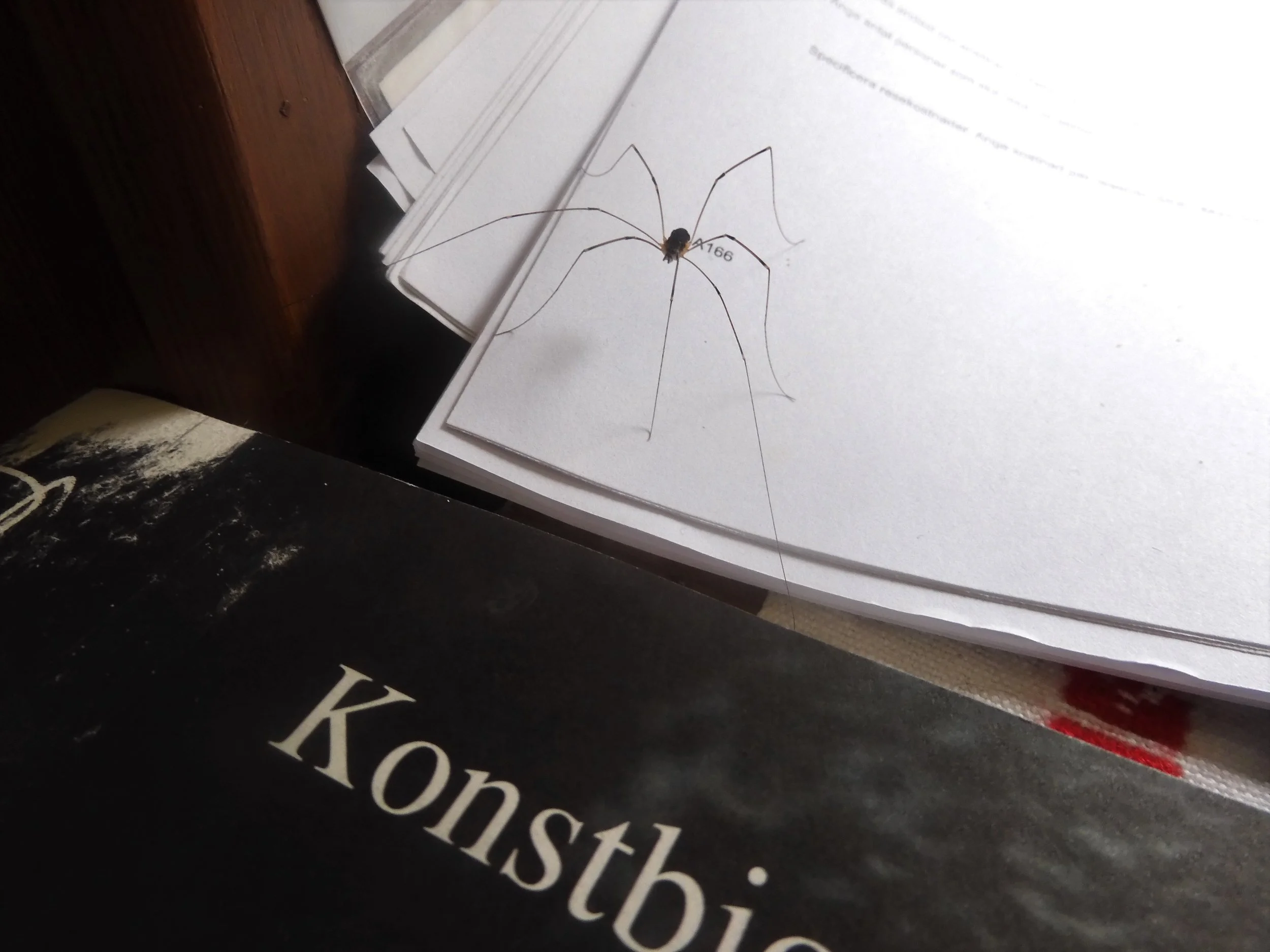11. Katalog med spindel.JPG
